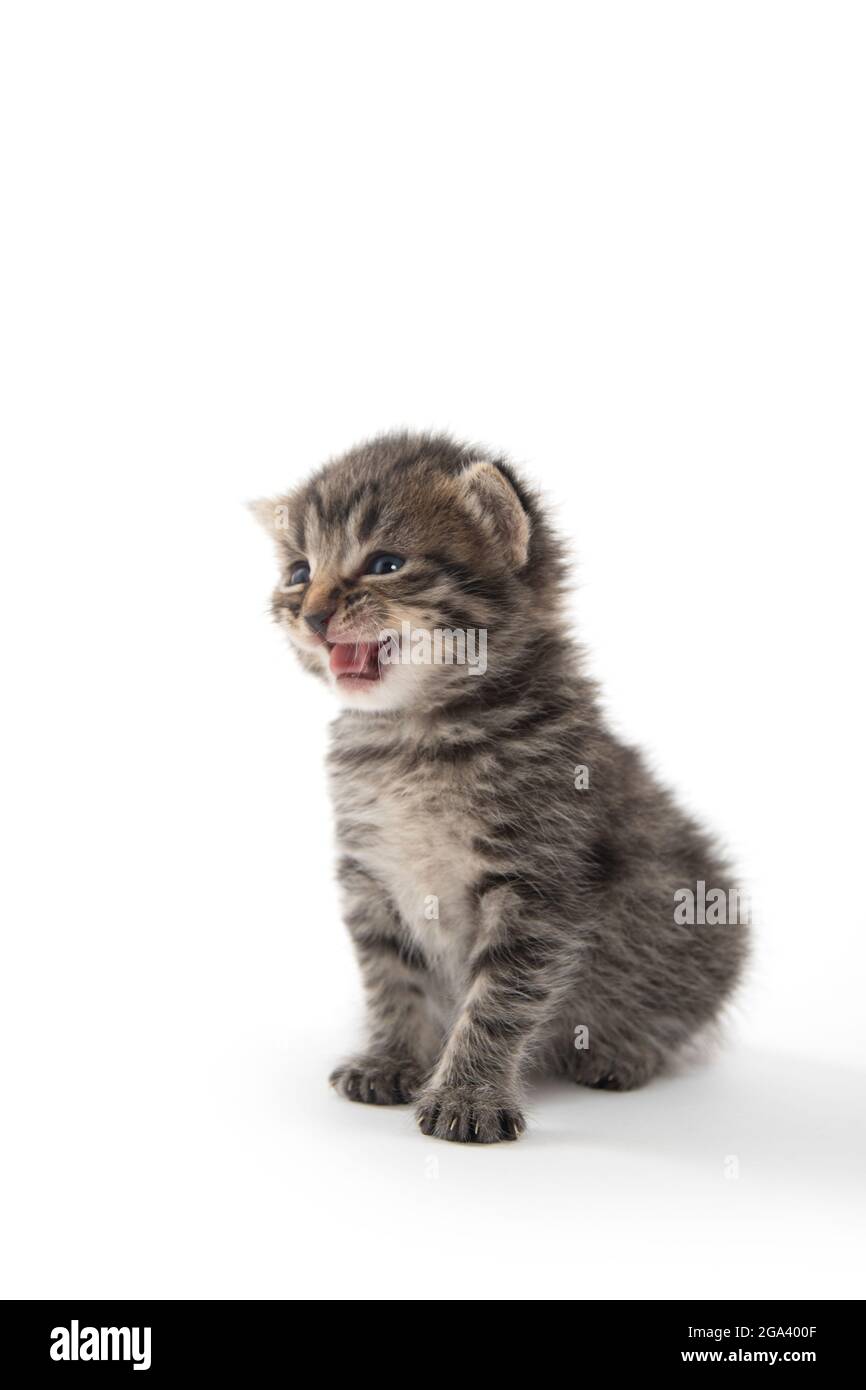 Mignon bébé nouveau-né tabby chaton pleurant et isolé sur fond blanc Banque D'Images