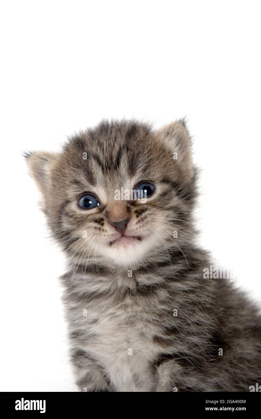 portrait de bébé mignon tabby chaton isolé sur fond blanc Banque D'Images