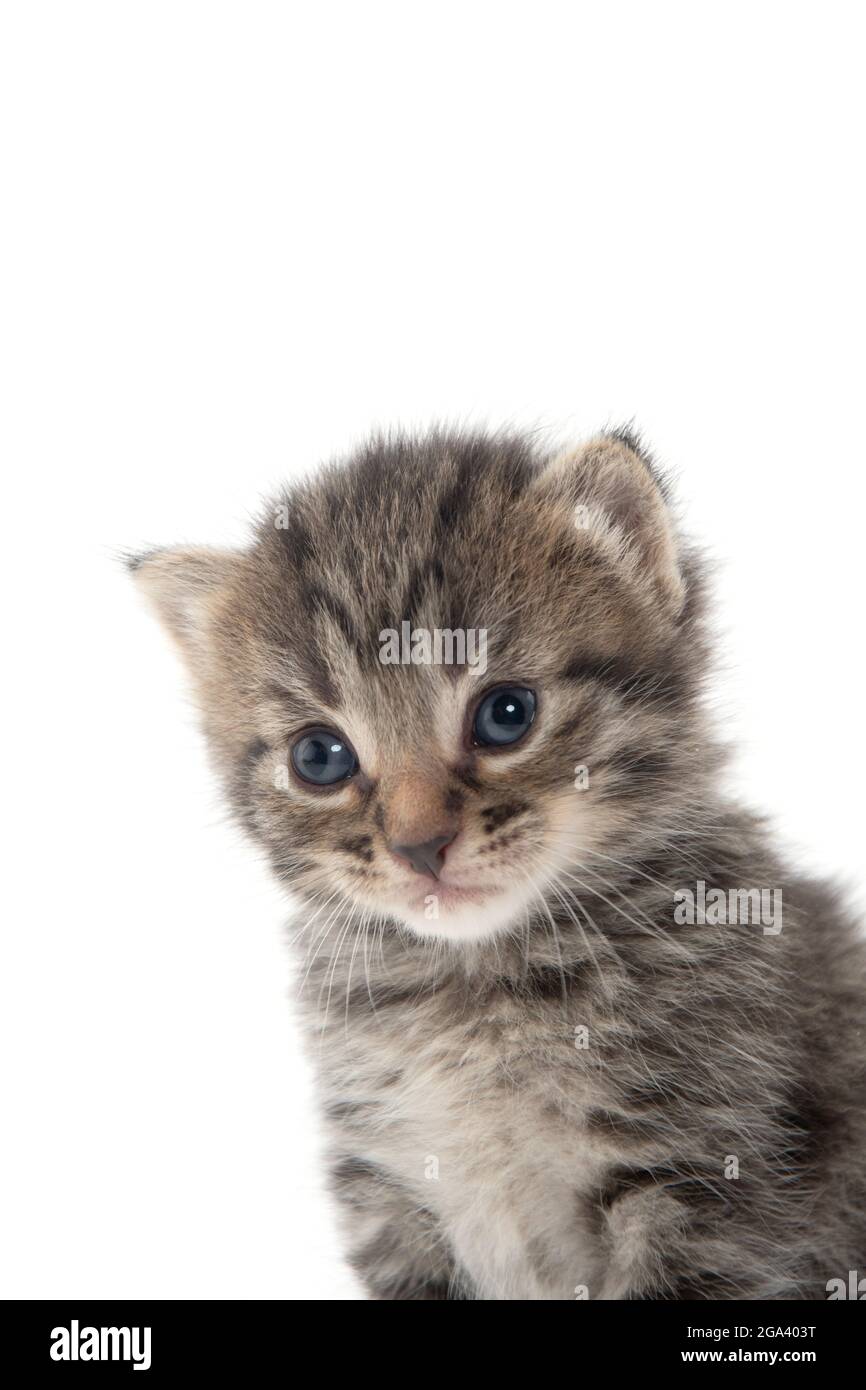 portrait de bébé mignon tabby chaton isolé sur fond blanc Banque D'Images