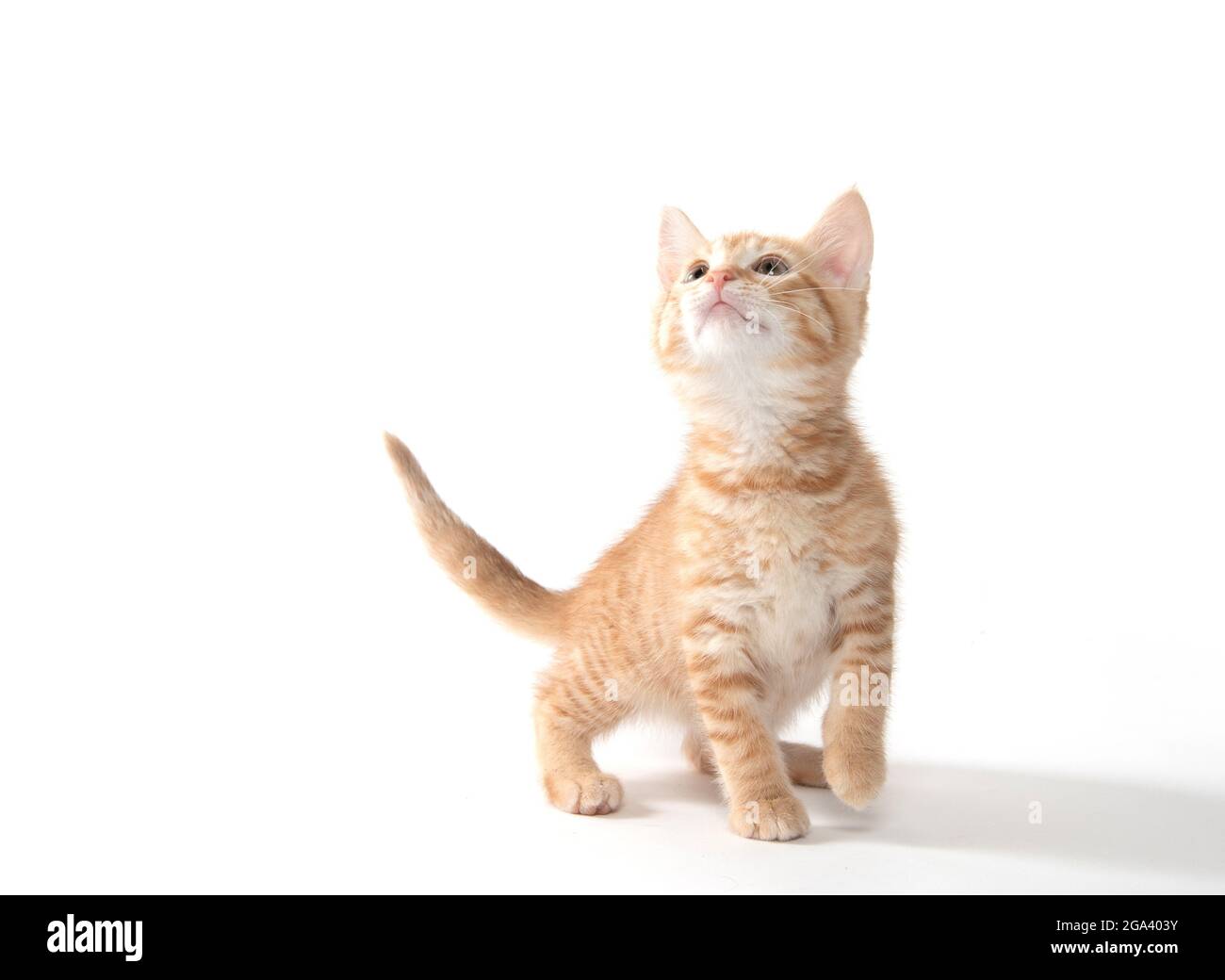 Joli petit chaton jaune isolé sur fond blanc Banque D'Images