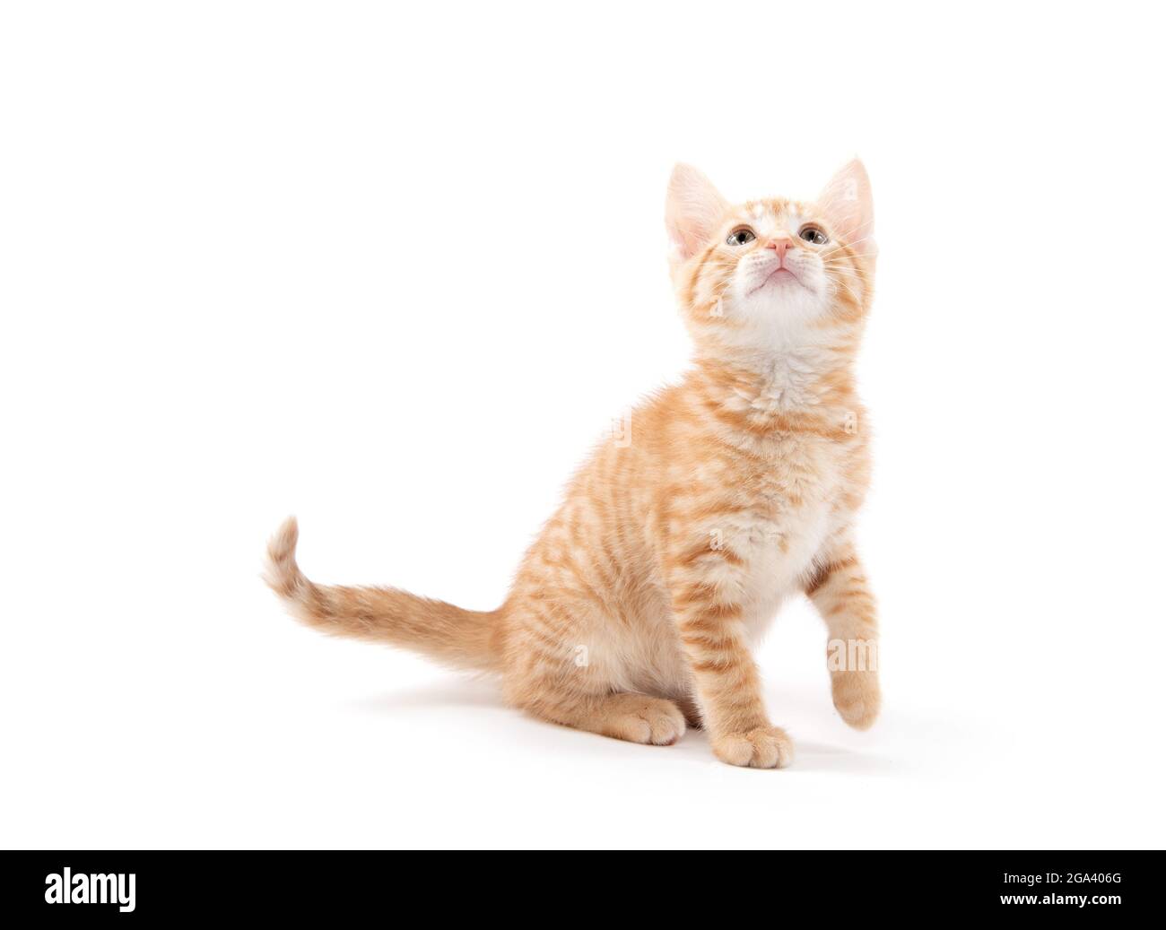 Joli petit chaton jaune isolé sur fond blanc Banque D'Images