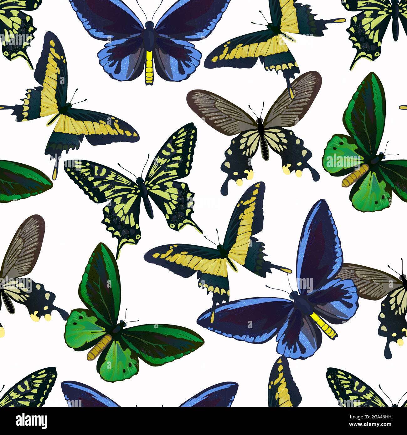 Motif sans couture avec de grands papillons tropicaux colorés, de la queue d'oiseau et de la queue d'oiseau, de la papilio et de l'ornitoptera papilionidae. Illustration de Vecteur