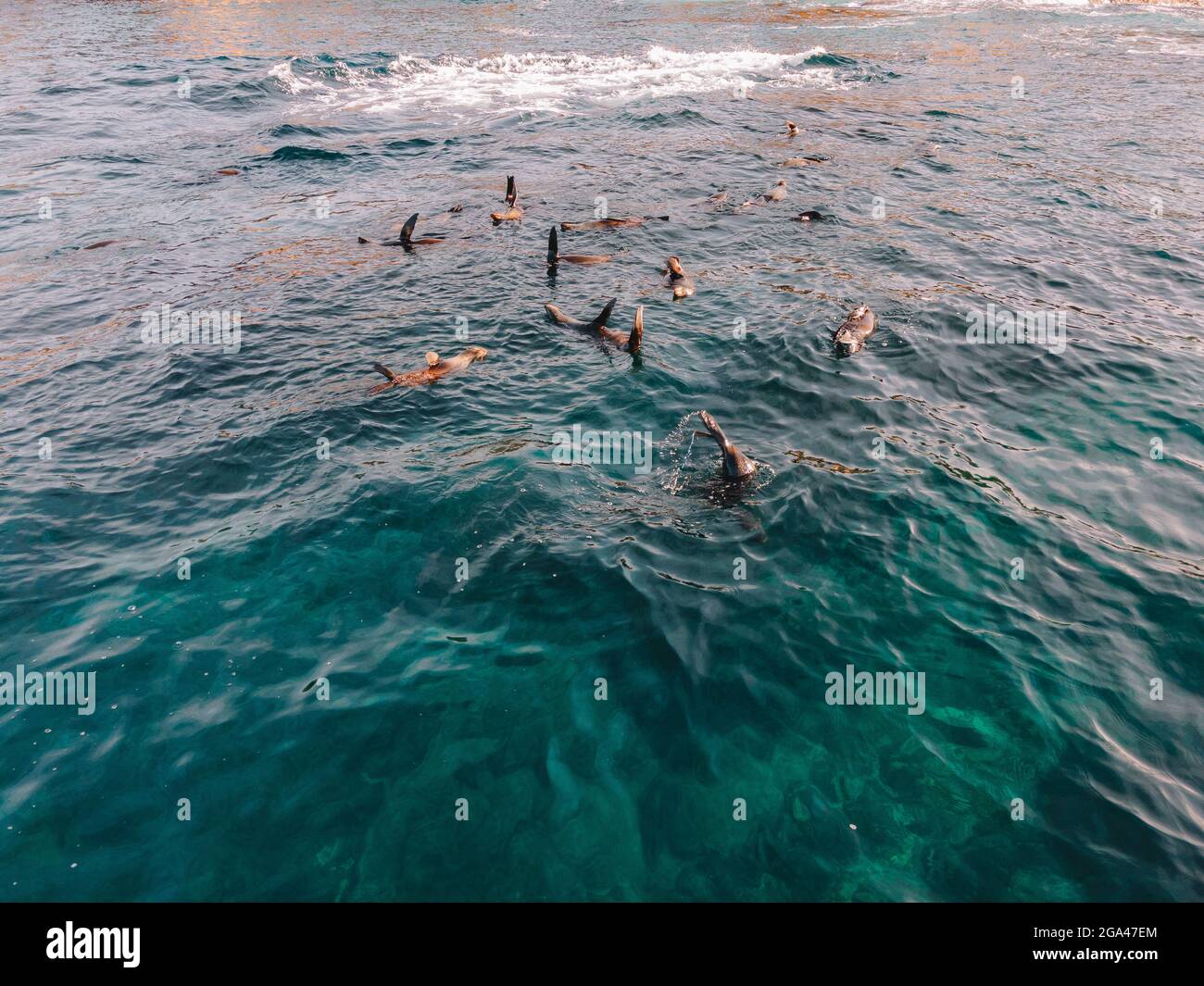 Les phoques à fourrure nagent dans l'eau. Banque D'Images