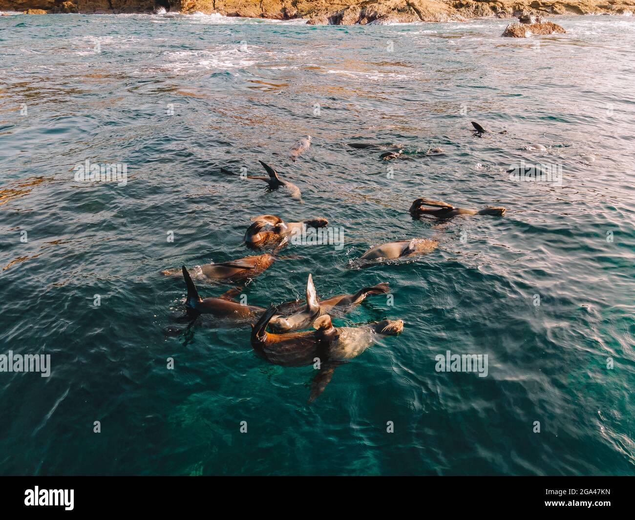 Les phoques à fourrure nagent dans l'eau. Banque D'Images