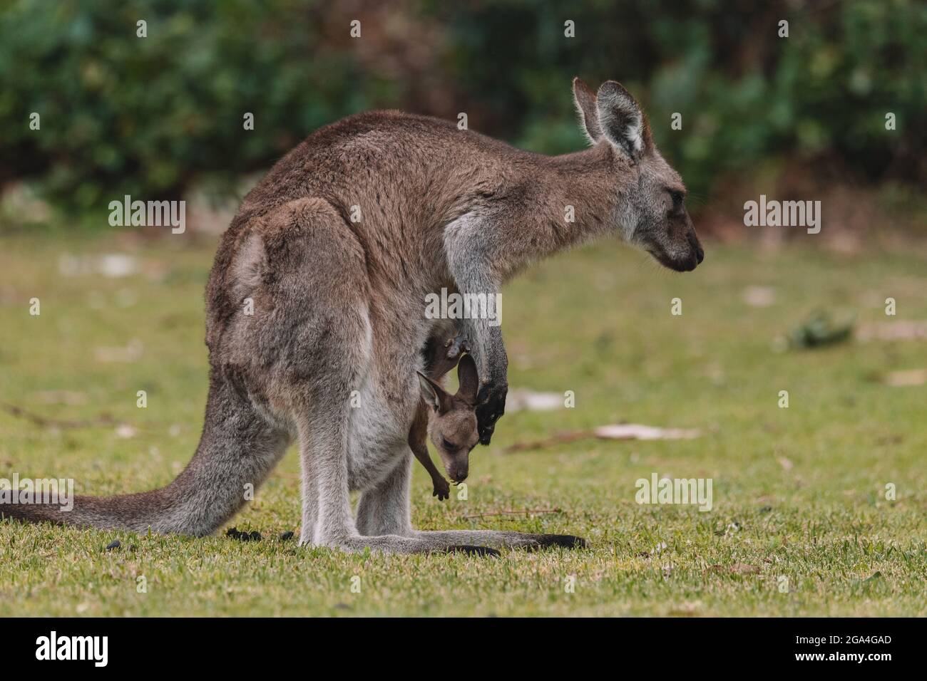 Mère Kangaroo avec sa Joey Banque D'Images