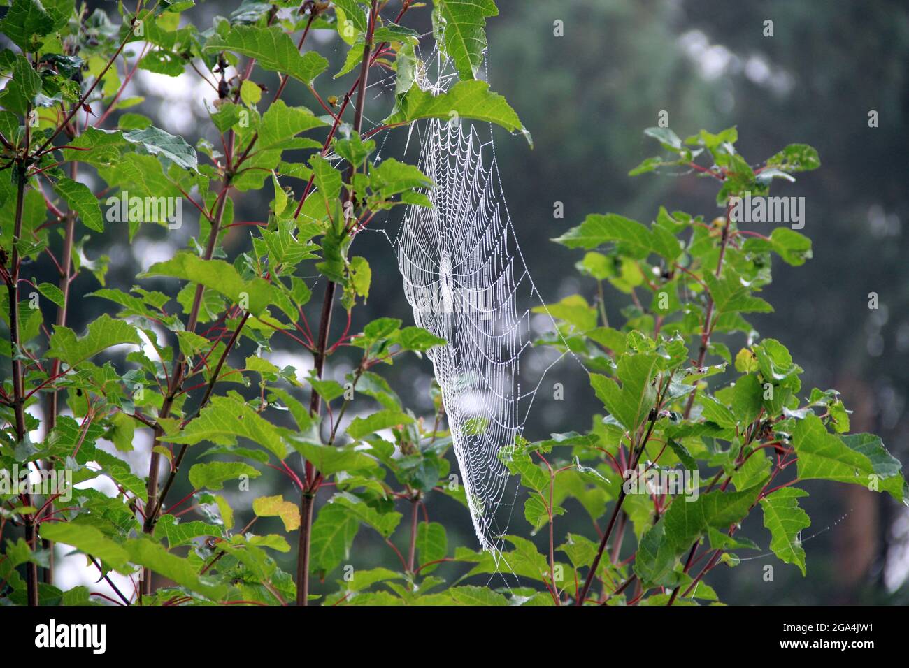 Vue incroyable sur une toile d'araignée sur les branches des buissons. Banque D'Images