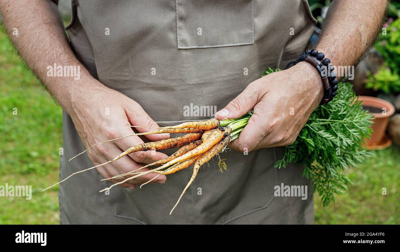 Mains humaines tenant une carotte avec des feuilles. Concept de récolte d'automne. Produits biologiques agricoles. Une agriculture alimentaire saine. Mains mâles tenant une végétative fraîche Banque D'Images