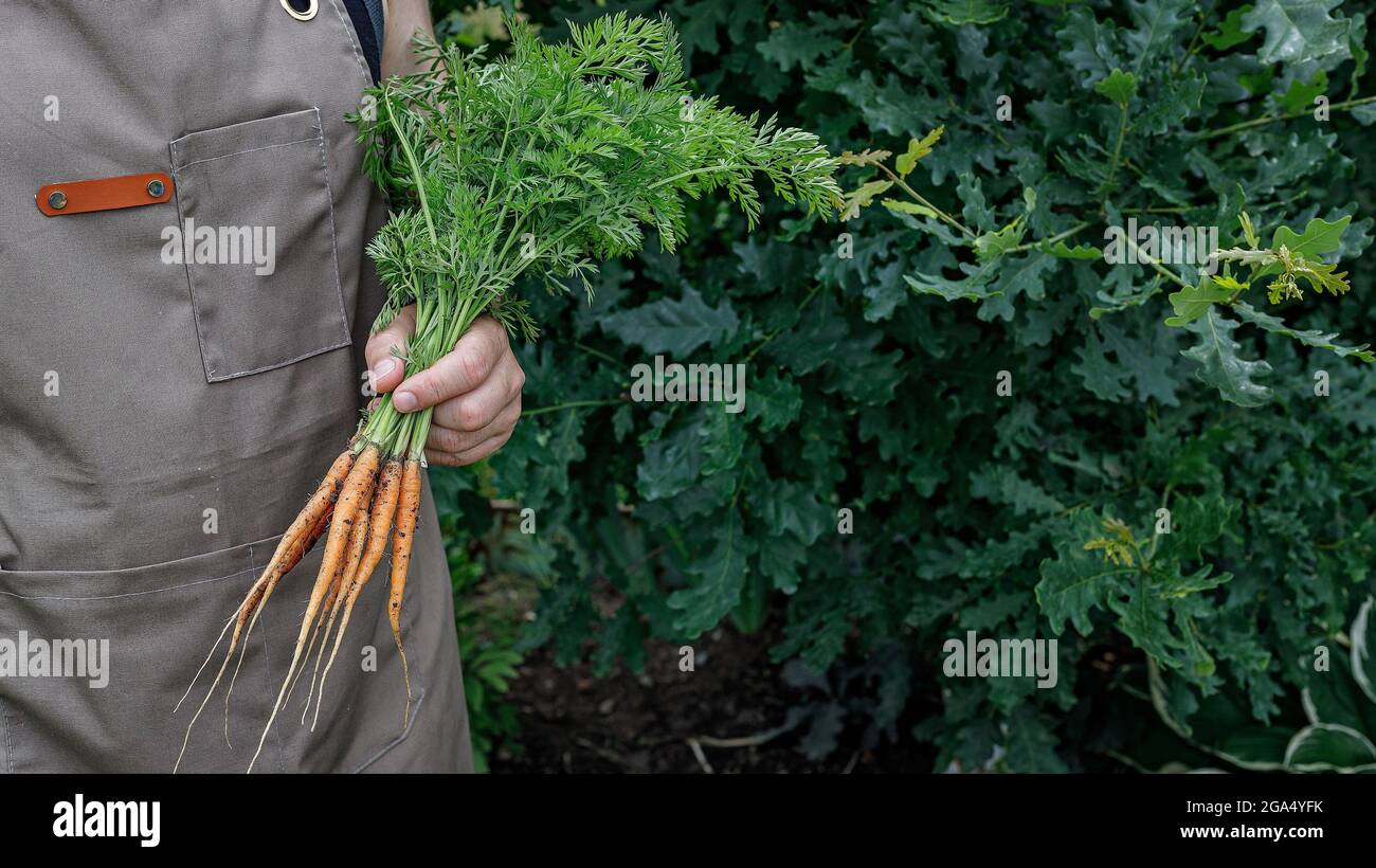 Bannière alimentaire. Mains d'homme tenant une carotte avec des feuilles. Concept de récolte d'automne. Produits biologiques agricoles. Une agriculture alimentaire saine. Mains de sexe masculin tenant un f Banque D'Images