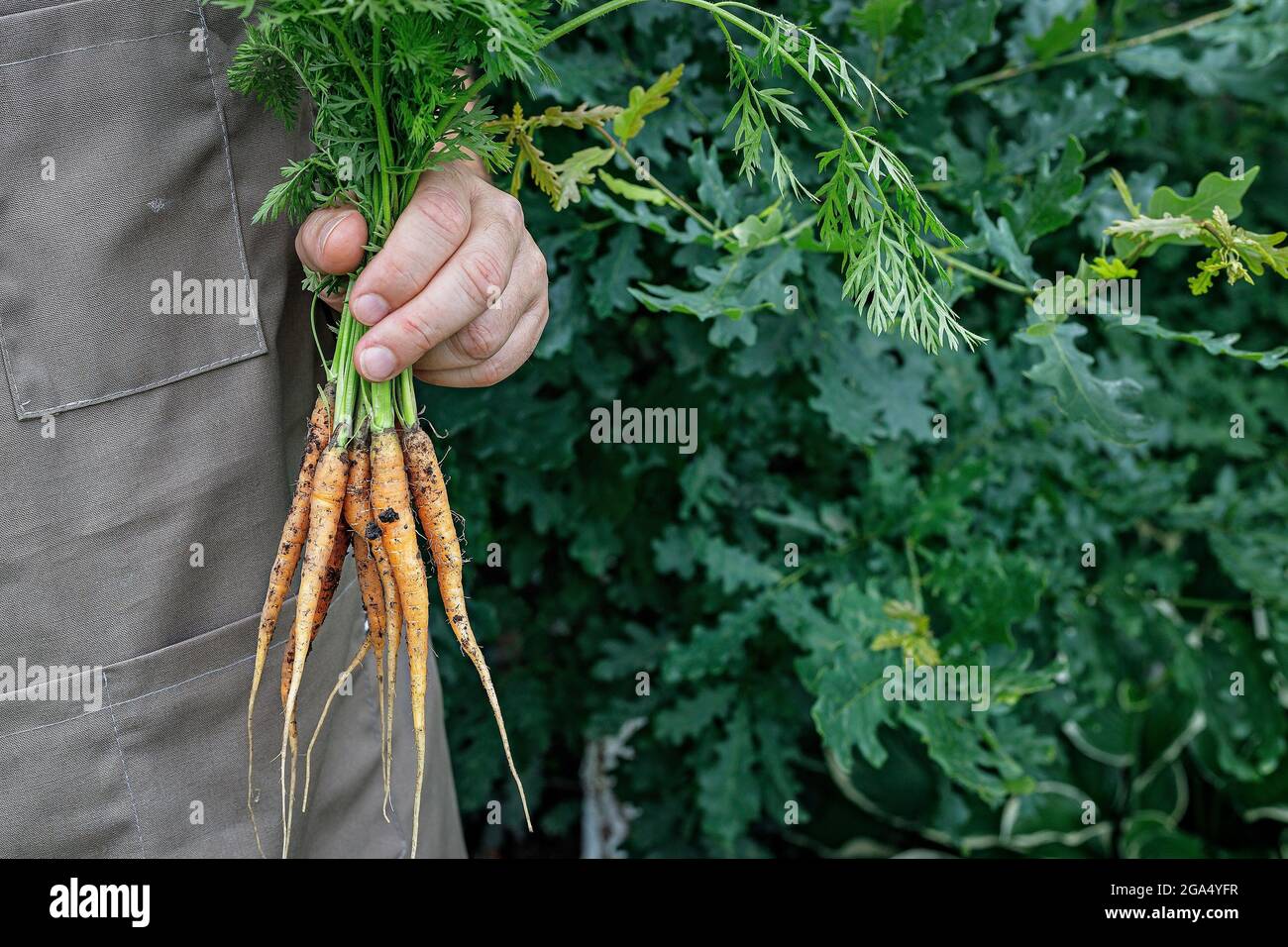 Mains de fermier tenant une carotte fraîche. Concept de récolte d'automne. Produits biologiques agricoles. Une agriculture alimentaire saine. Mains d'homme tenant des légumes frais. Banque D'Images
