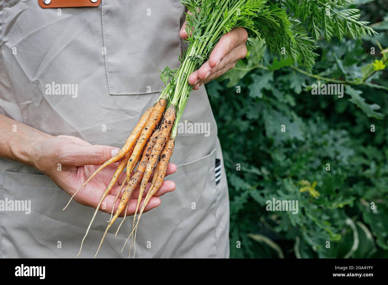 Mains de fermier tenant une carotte fraîche avec des feuilles vertes. Concept de récolte d'automne. Produits biologiques agricoles. Une agriculture alimentaire saine. Femme mains tenant Banque D'Images