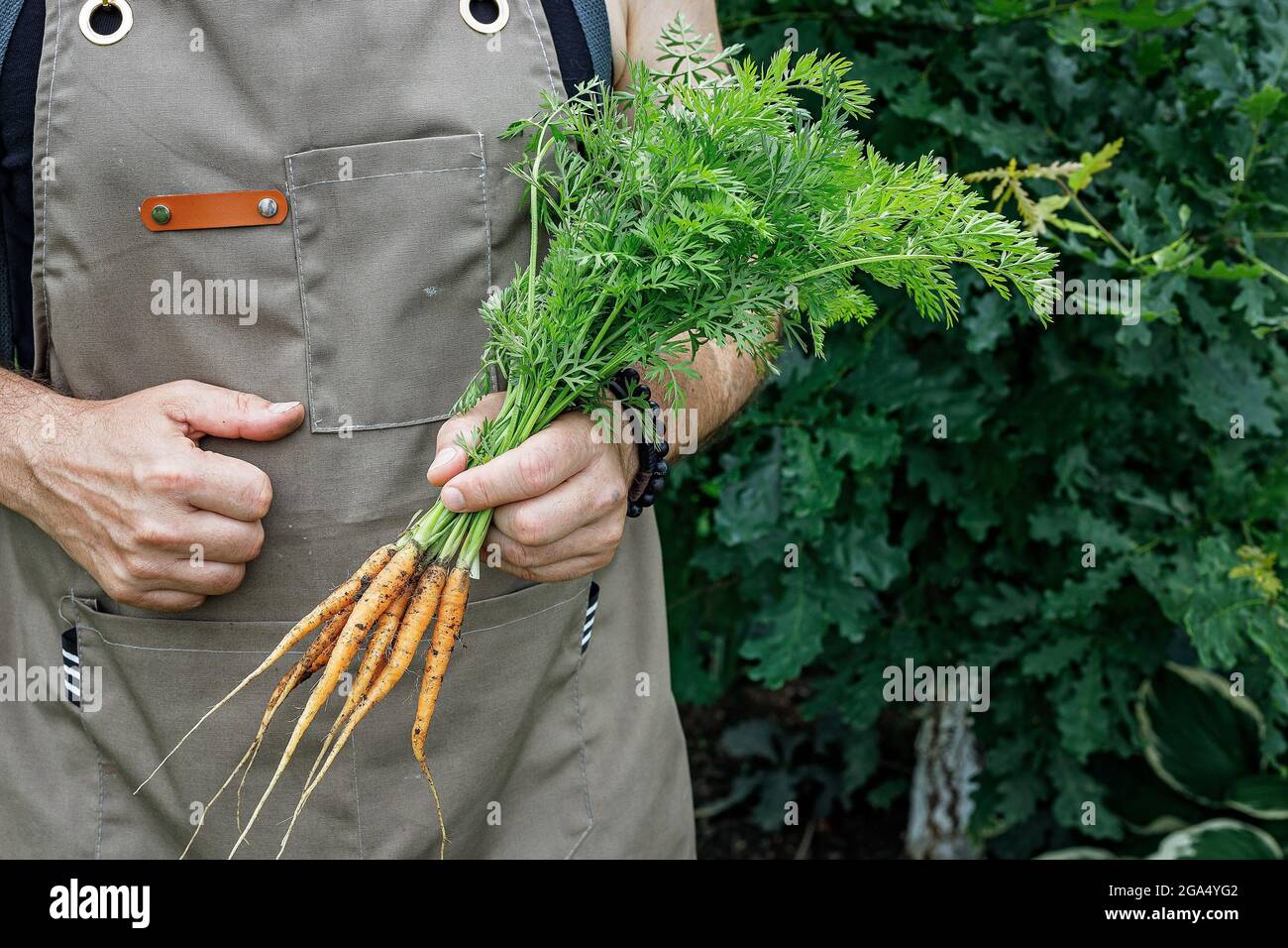Mains humaines tenant une carotte avec des feuilles. Concept de récolte d'automne. Produits biologiques agricoles. Une agriculture alimentaire saine. Mains mâles tenant une végétative fraîche Banque D'Images