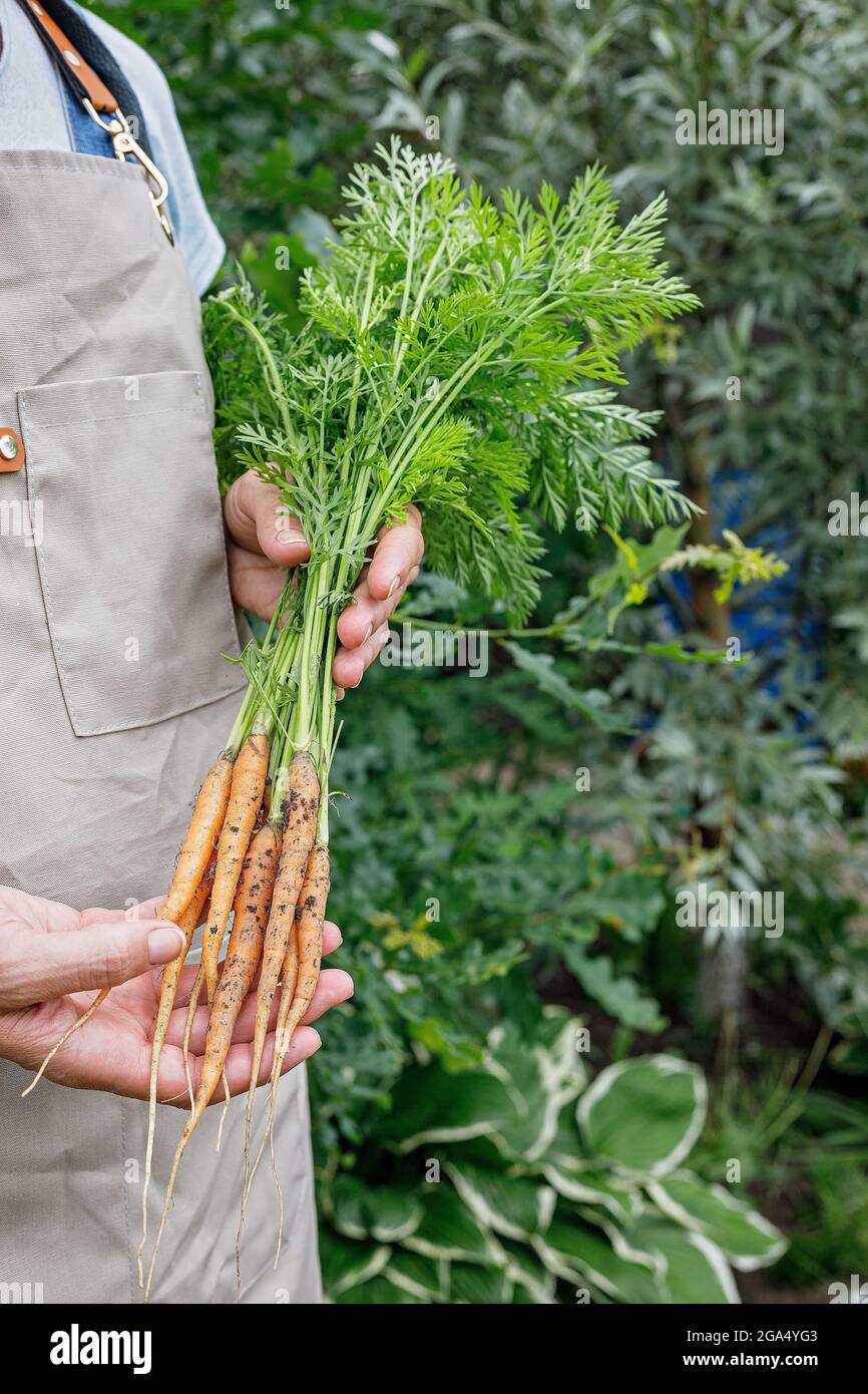 Les mains de la femme tiennent une carotte fraîche. Mains de fermier tenant un légumes avec des feuilles vertes. Concept de récolte d'automne. Produits biologiques agricoles. Une alimentation saine Banque D'Images