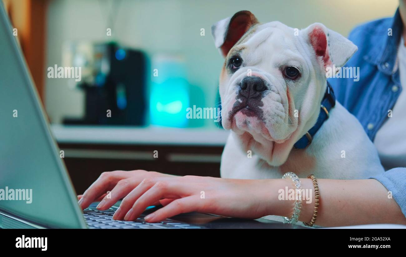 Femme travaillant à distance sur un ordinateur avec un chiot bulldog sur ses genoux, assis dans la cuisine à la maison. Banque D'Images