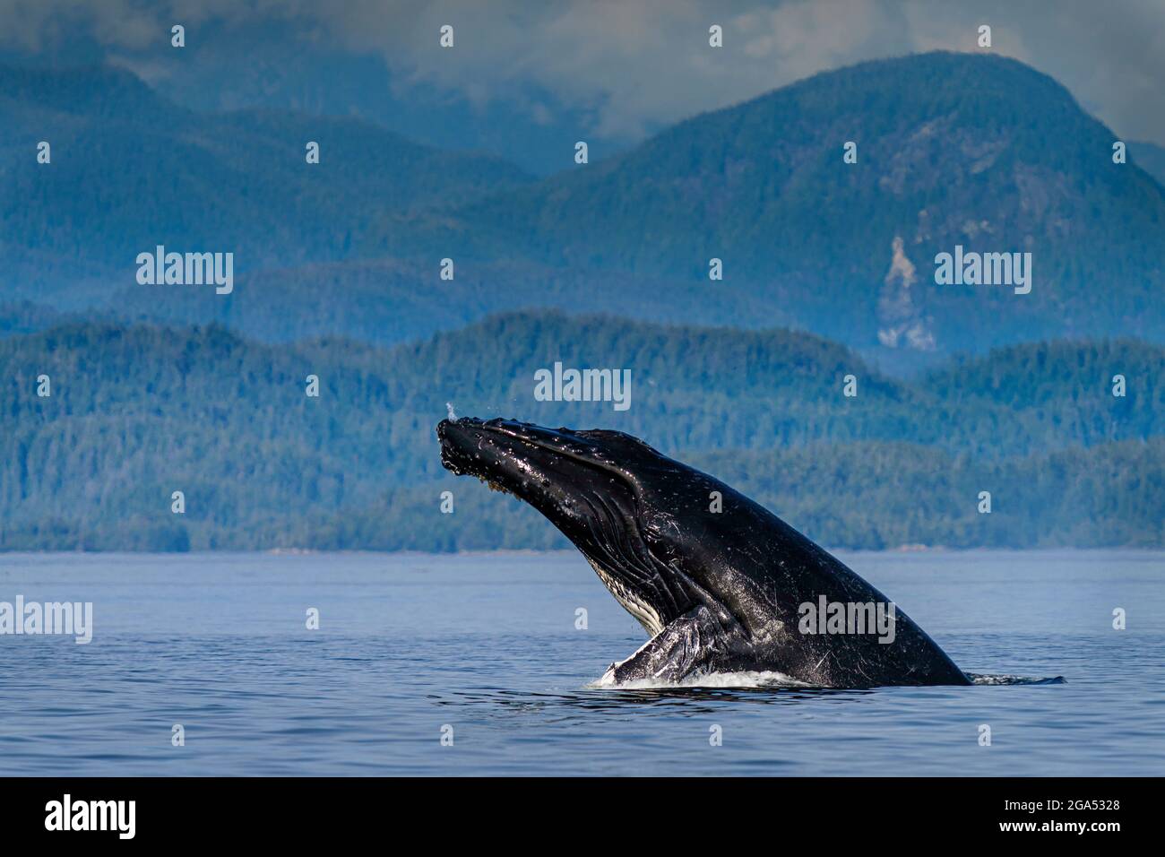 Baleine à bosse (Megaptera novaeangliae qui brise devant les montagnes côtières de la Colombie-Britannique, dans le détroit de la Reine-Charlotte, territoire des Premières nations Banque D'Images