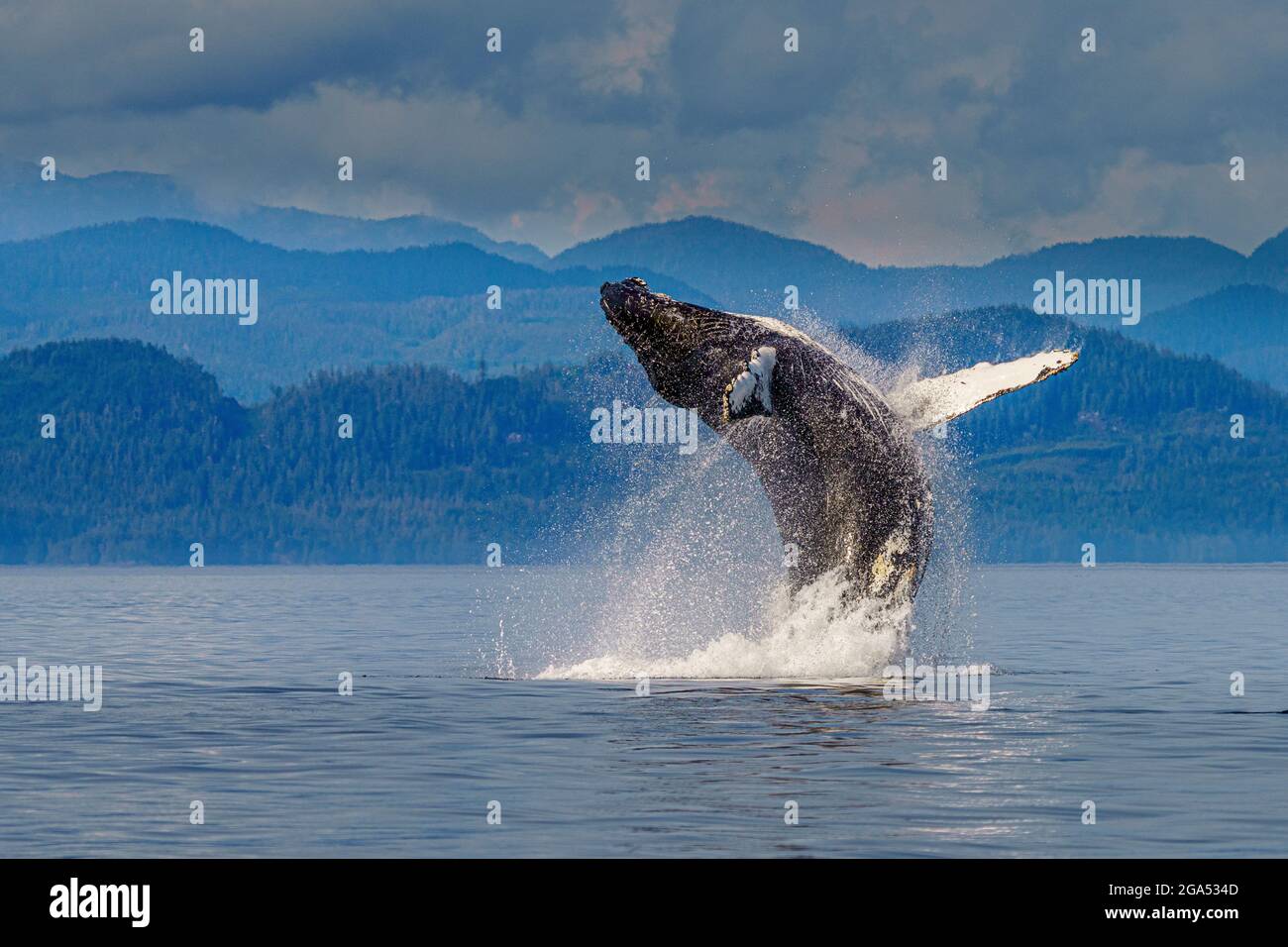 Baleine à bosse (Megaptera novaeangliae qui brise devant les montagnes côtières de la Colombie-Britannique, dans le détroit de la Reine-Charlotte, territoire des Premières nations Banque D'Images