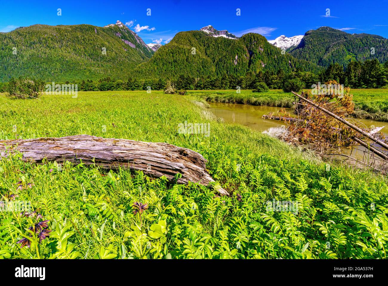 Rive le long de la vallée de la rivière Kingcome dans le territoire Musgmagw Dzawada'enuwx, territoire des Premières nations, Colombie-Britannique, Canada Banque D'Images