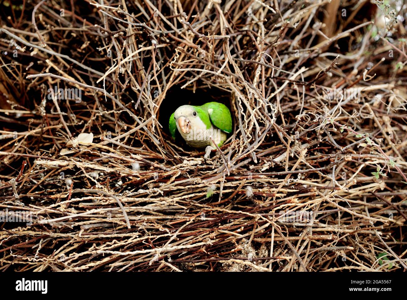 Parakeet émergeant de son nid dans un palmier, Barcelone. Banque D'Images