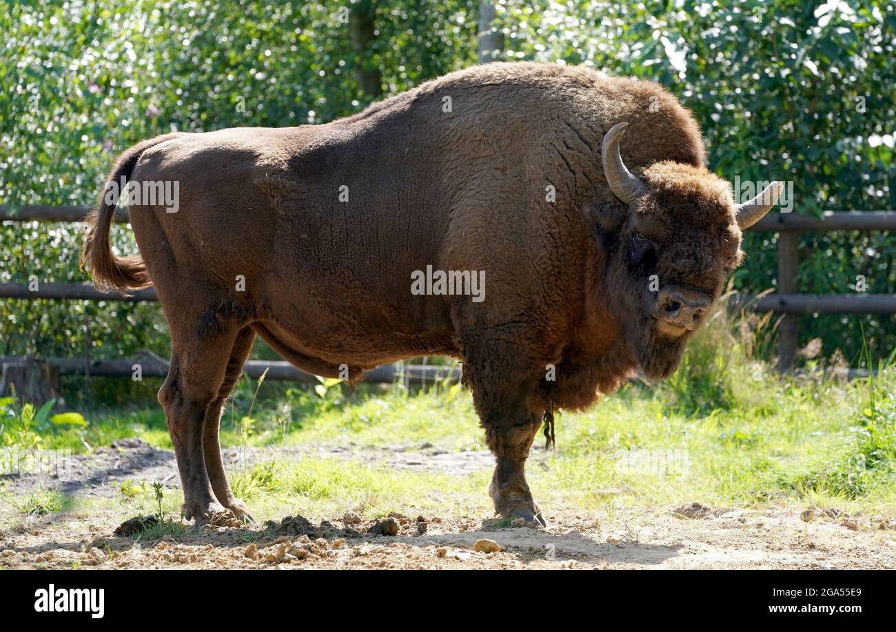 Un Bison au Wildwood Trust près de Canterbury dans le Kent, tandis que Tom Gibbs et Donovan Wright, les tout premiers Bison Rangers du Royaume-Uni, commencent à travailler à West Blean Woods. La nouvelle paire, qui travaille pour les organismes de bienfaisance de la faune britannique Kent Wildlife Trust et Wildwood Trust, a commencé à travailler dans l'une des plus grandes zones de bois ancien du pays avant l'arrivée des bisons dans la région en 2022. Date de la photo: Mercredi 28 juillet 2021. Banque D'Images