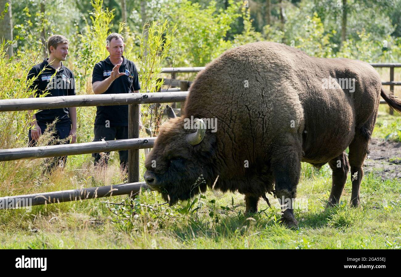 Tom Gibbs (à gauche) et Donovan Wright, les tout premiers Bison Rangers du Royaume-Uni, connaissent un Bison au Wildwood Trust , près de Canterbury dans le Kent, avant de commencer à travailler à West Blean Woods. La nouvelle paire, qui travaille pour les organismes de bienfaisance de la faune britannique Kent Wildlife Trust et Wildwood Trust, a commencé à travailler dans l'une des plus grandes zones de bois ancien du pays avant l'arrivée des bisons dans la région en 2022. Date de la photo: Mercredi 28 juillet 2021. Banque D'Images