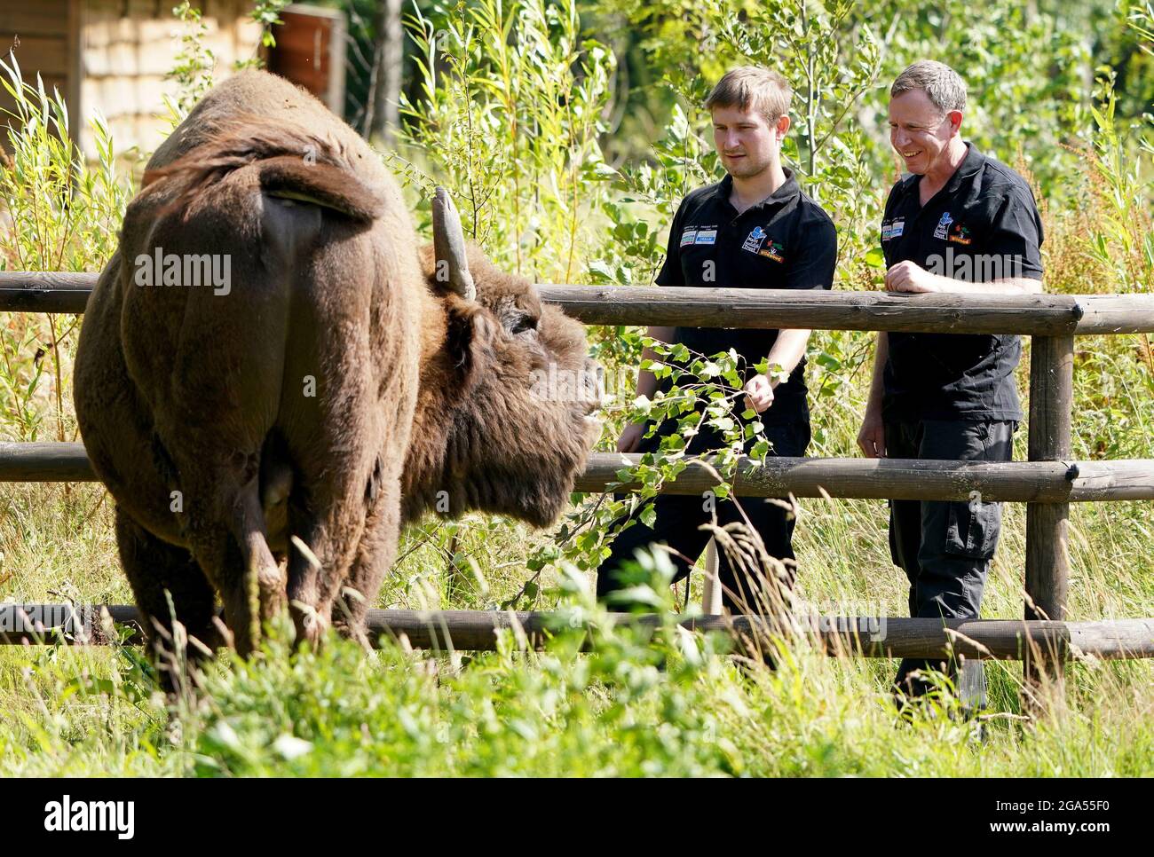 Tom Gibbs (à gauche) et Donovan Wright, les tout premiers Bison Rangers du Royaume-Uni, connaissent un Bison au Wildwood Trust , près de Canterbury dans le Kent, avant de commencer à travailler à West Blean Woods. La nouvelle paire, qui travaille pour les organismes de bienfaisance de la faune britannique Kent Wildlife Trust et Wildwood Trust, a commencé à travailler dans l'une des plus grandes zones de bois ancien du pays avant l'arrivée des bisons dans la région en 2022. Date de la photo: Mercredi 28 juillet 2021. Banque D'Images