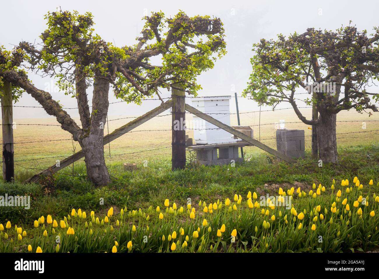 Tulipes dans la vallée de Skagit lors du festival annuel des tulipes à Mount Vernon, Washington Banque D'Images
