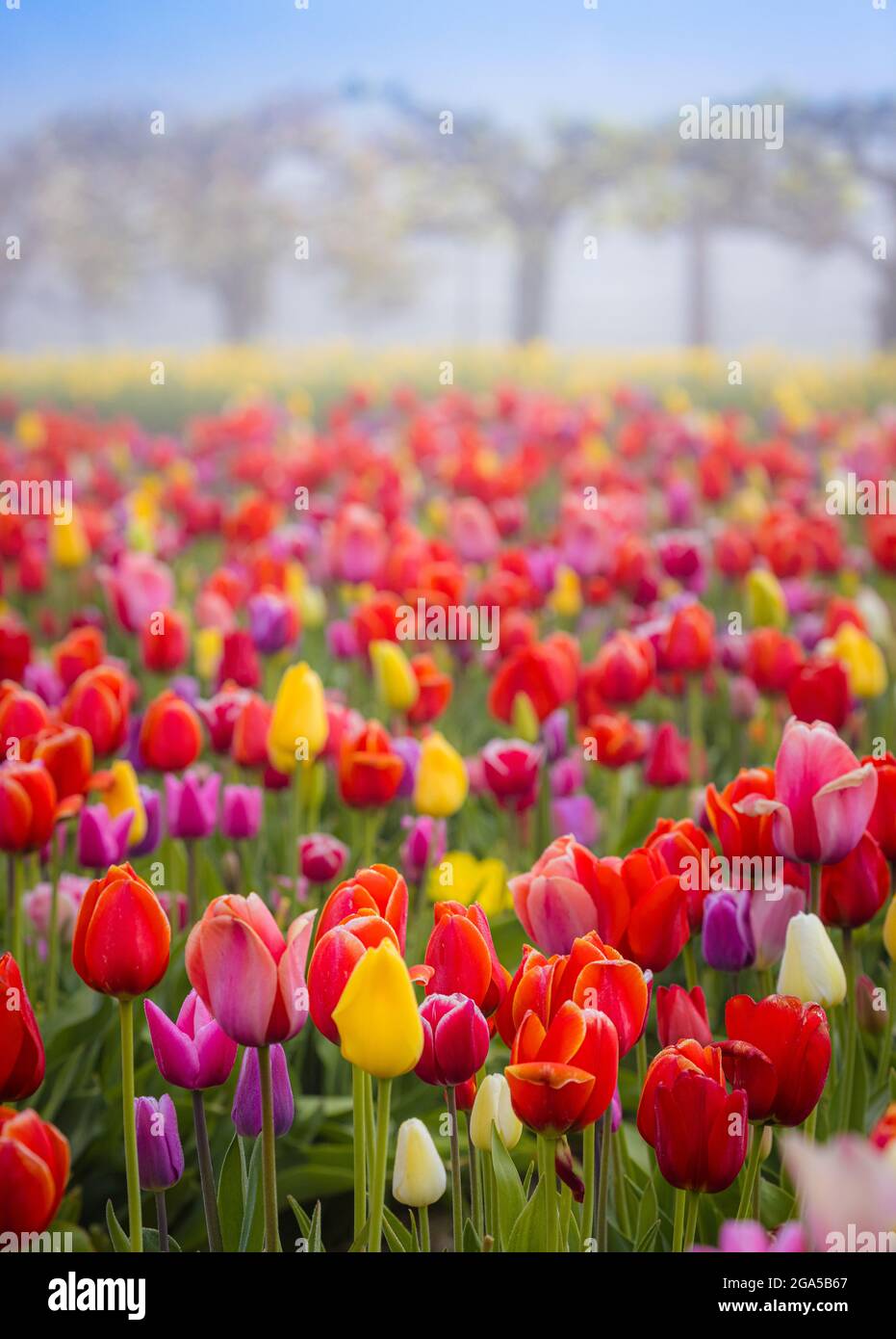 Tulipes dans la vallée de Skagit lors du festival annuel des tulipes à Mount Vernon, Washington Banque D'Images
