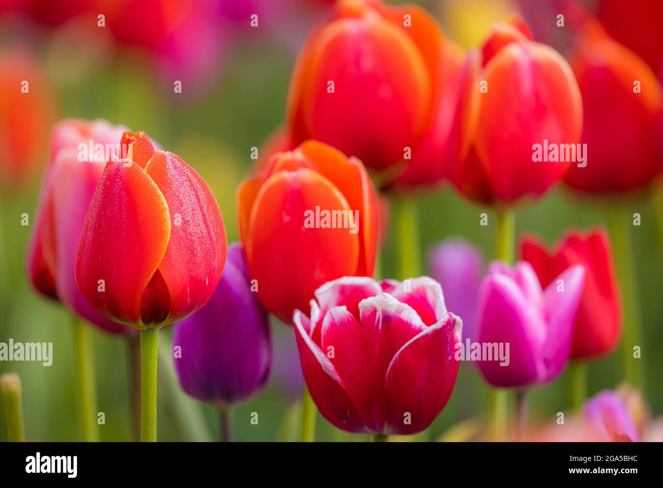 Tulipes dans la vallée de Skagit lors du festival annuel des tulipes à Mount Vernon, Washington Banque D'Images