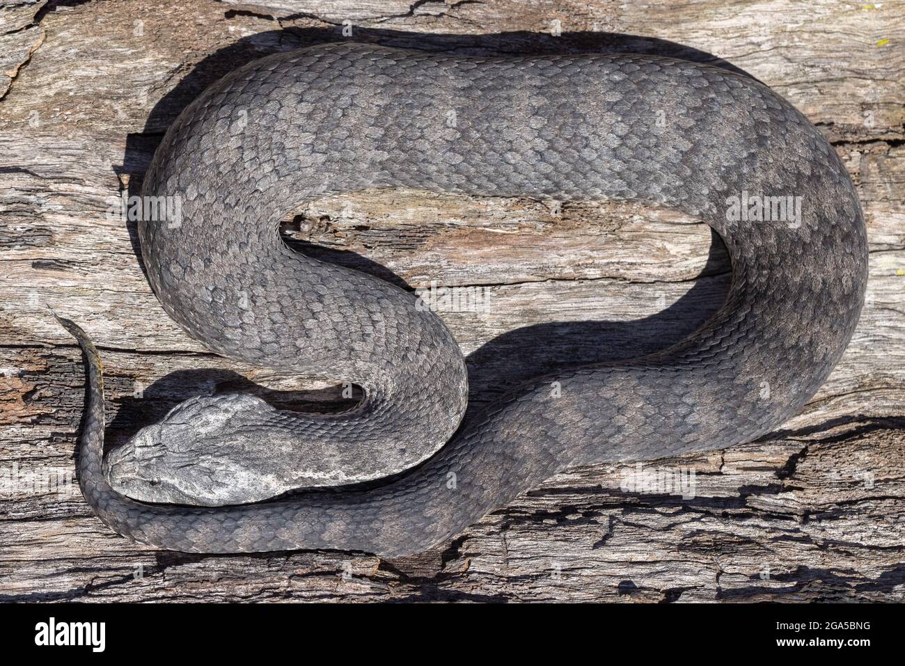 Serpent de l'Adder de la mort commune australienne Banque D'Images