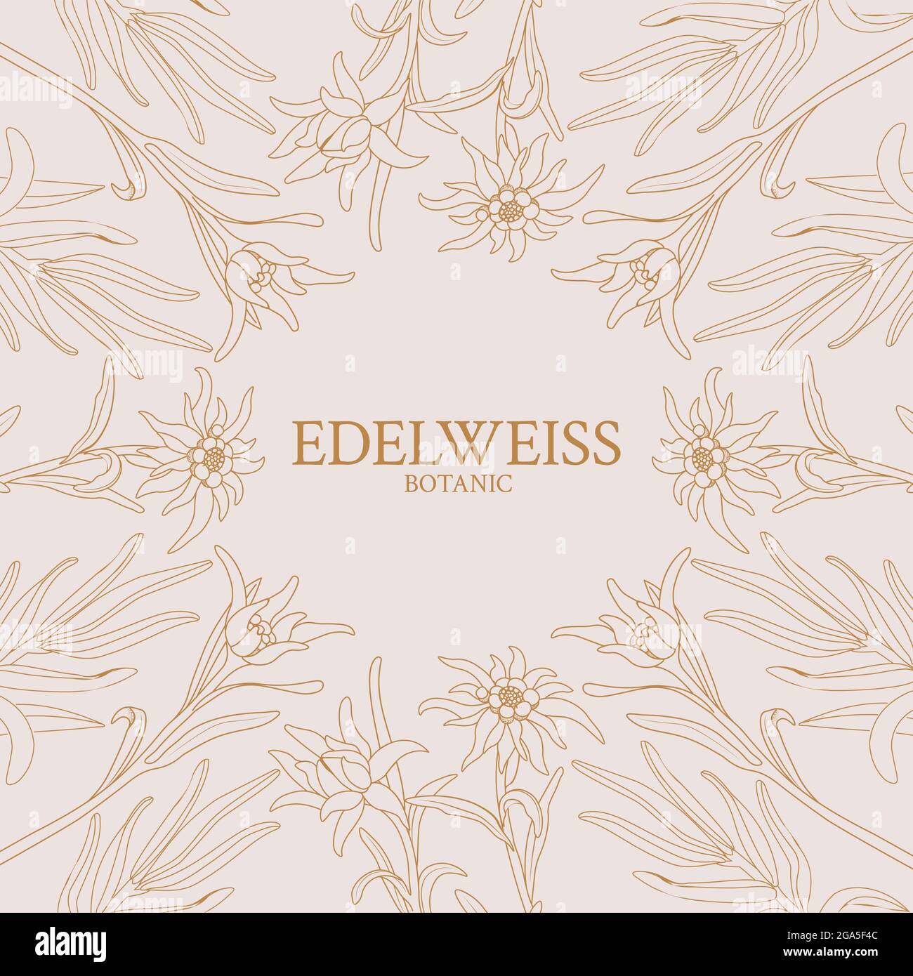 Edelweiss. Cadre avec fleurs edelweiss sur fond rose Illustration de Vecteur