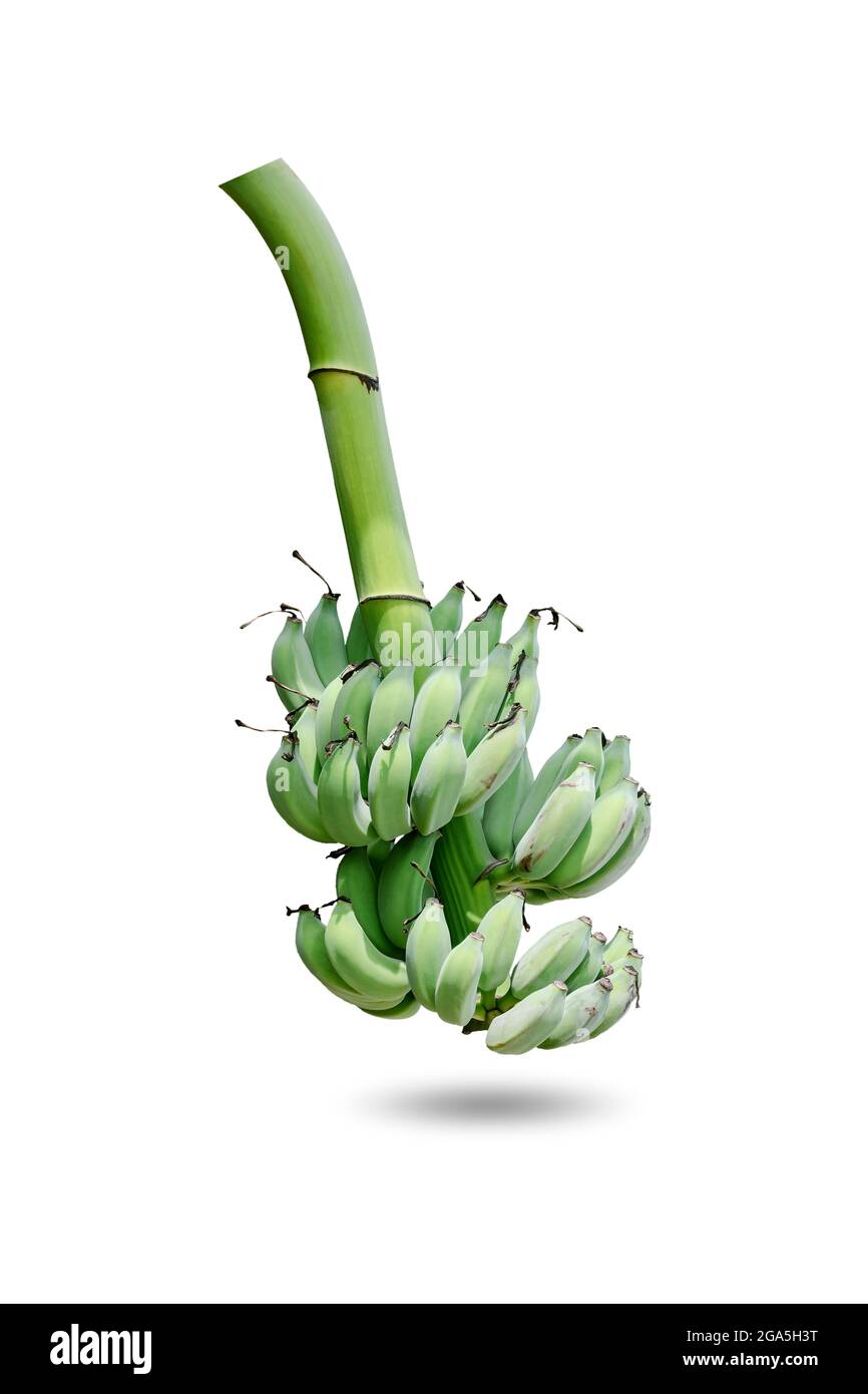 Groupe de bananes vertes non mûres qui sont rassemblées sur la même branche isolée sur fond blanc. Banque D'Images Groupe de bananes vertes non mûres qui sont rassemblées sur la même branche isolée sur fond blanc. Banque D'Images