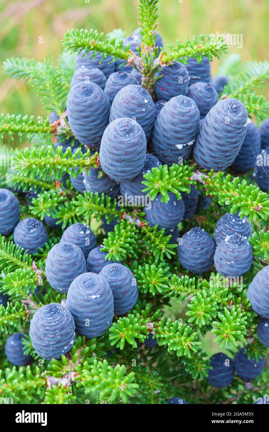 Cônes bleus de sapin coréen (Abies koreana) Banque D'Images
