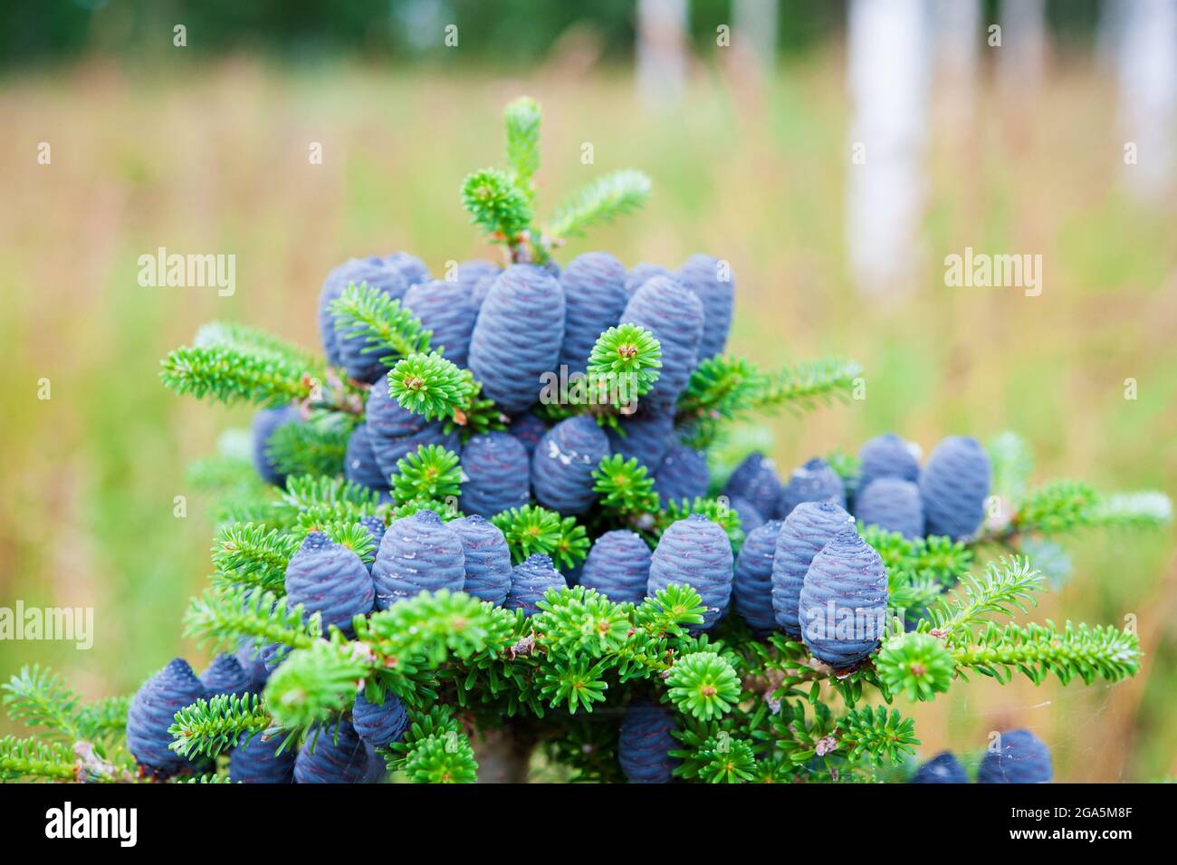 Cônes bleus de sapin coréen (Abies koreana) Banque D'Images