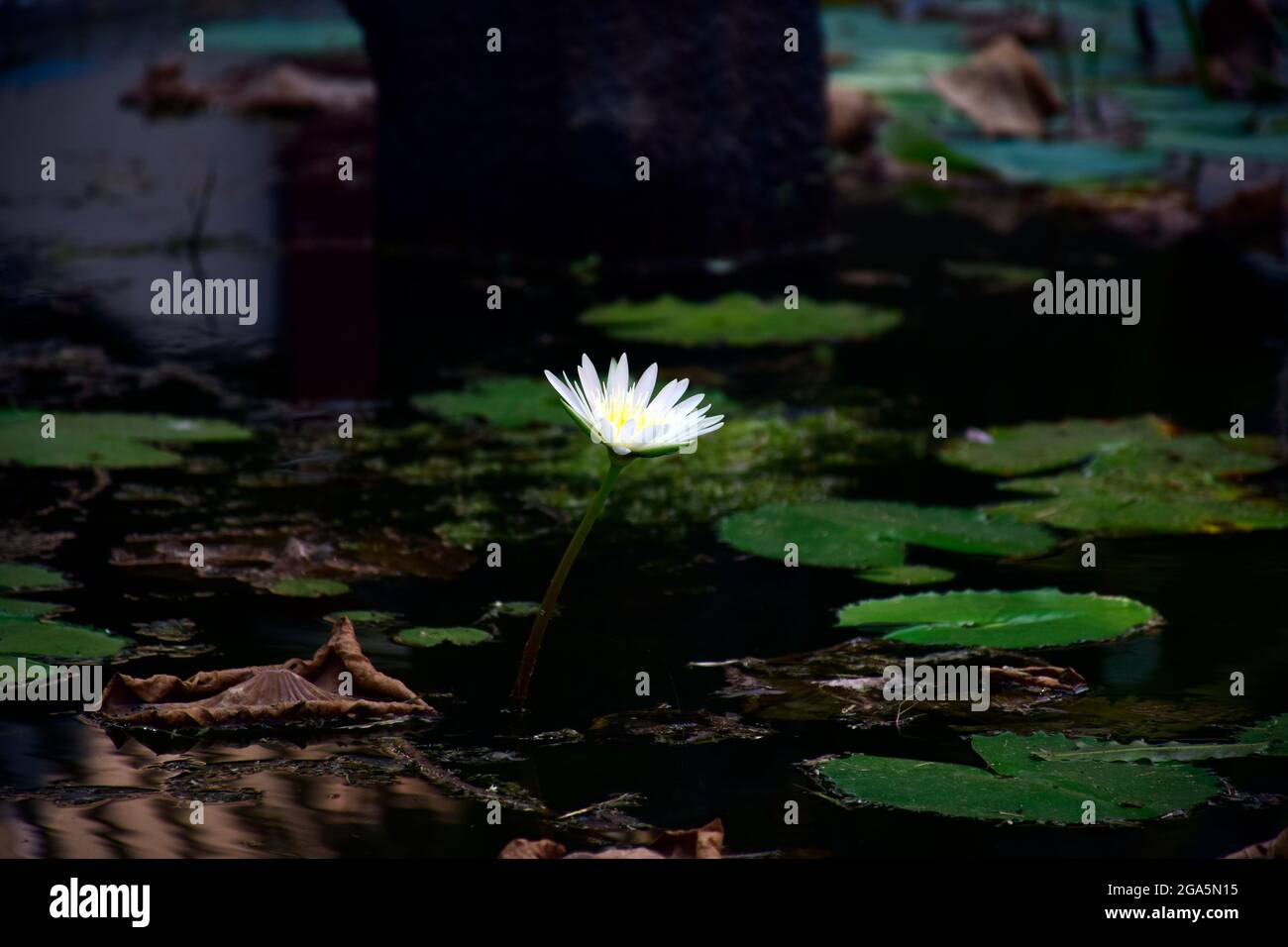 EAU BLANCHE INDIENNE LILLY Banque D'Images