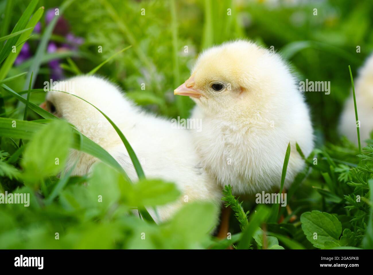 Petits poulets sur l'herbe verte avec des pâquerettes Banque D'Images