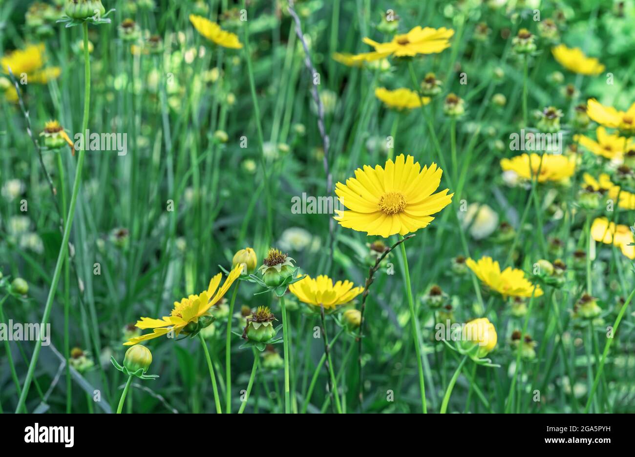 coreopsis jaune en fleurs (Coreopsis lanceolata) dans le jardin d'été. Banque D'Images