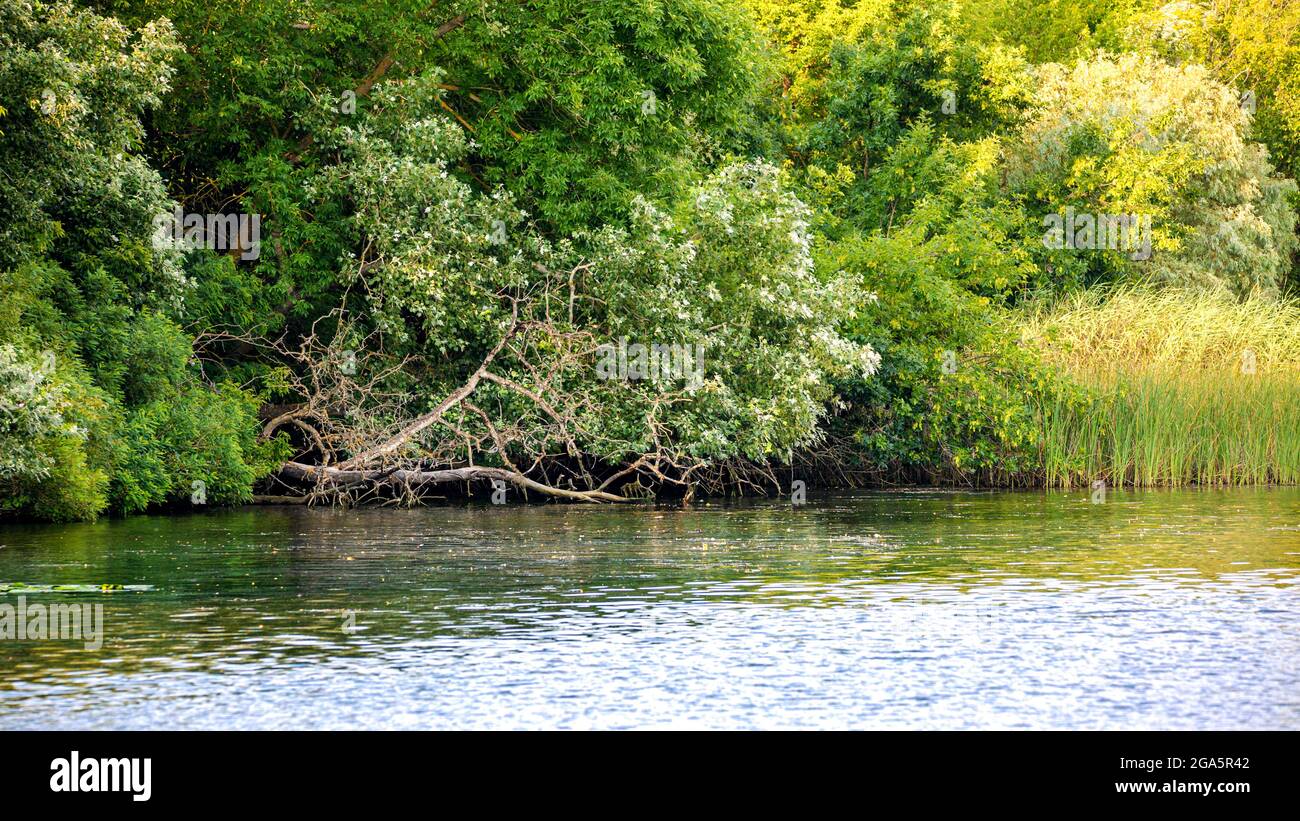 Image d'une rive de rivière surcultivée avec des roseaux et des buissons Banque D'Images