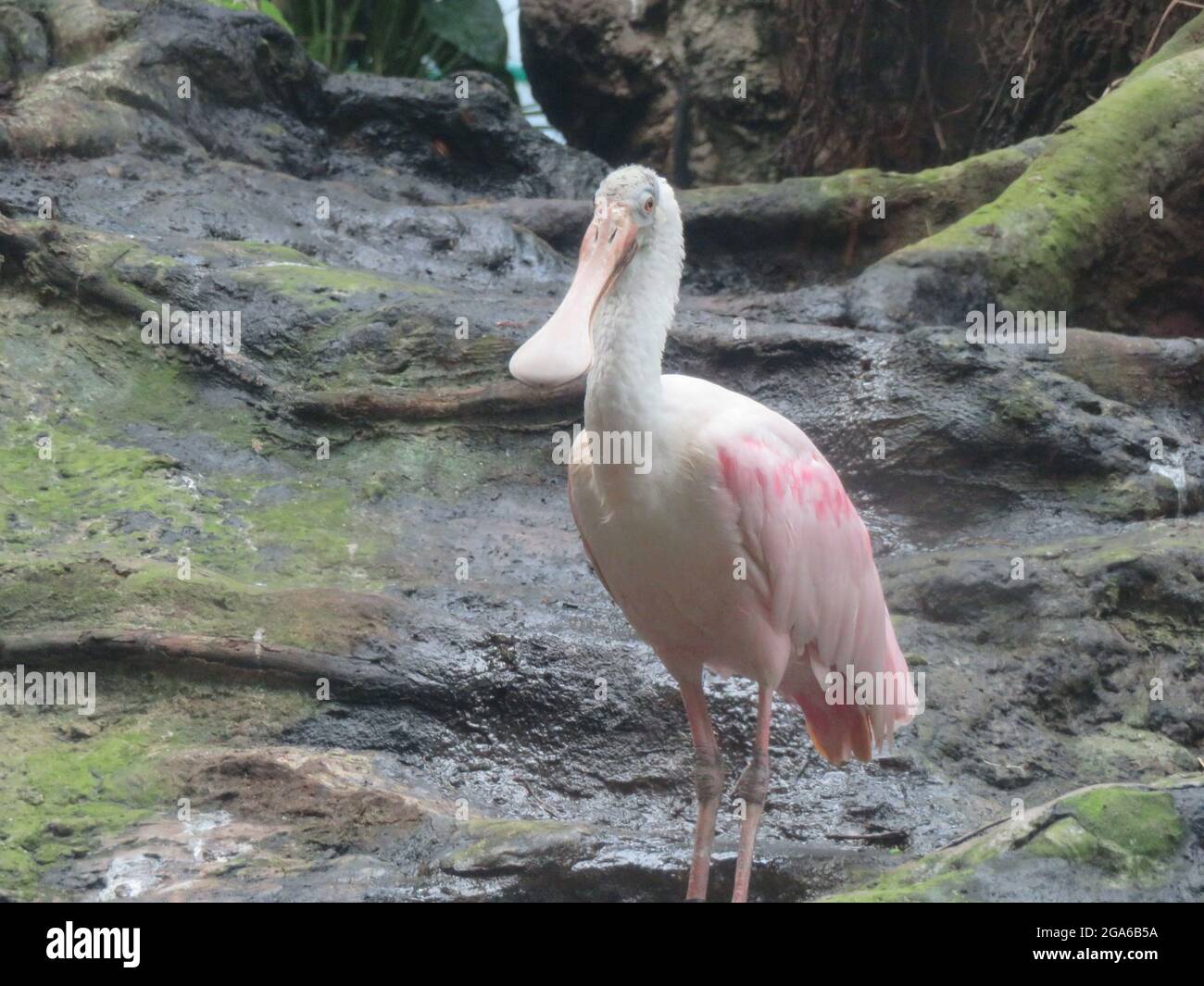 Portrait de Roseate spoonbill (Platalea ajaja) Banque D'Images