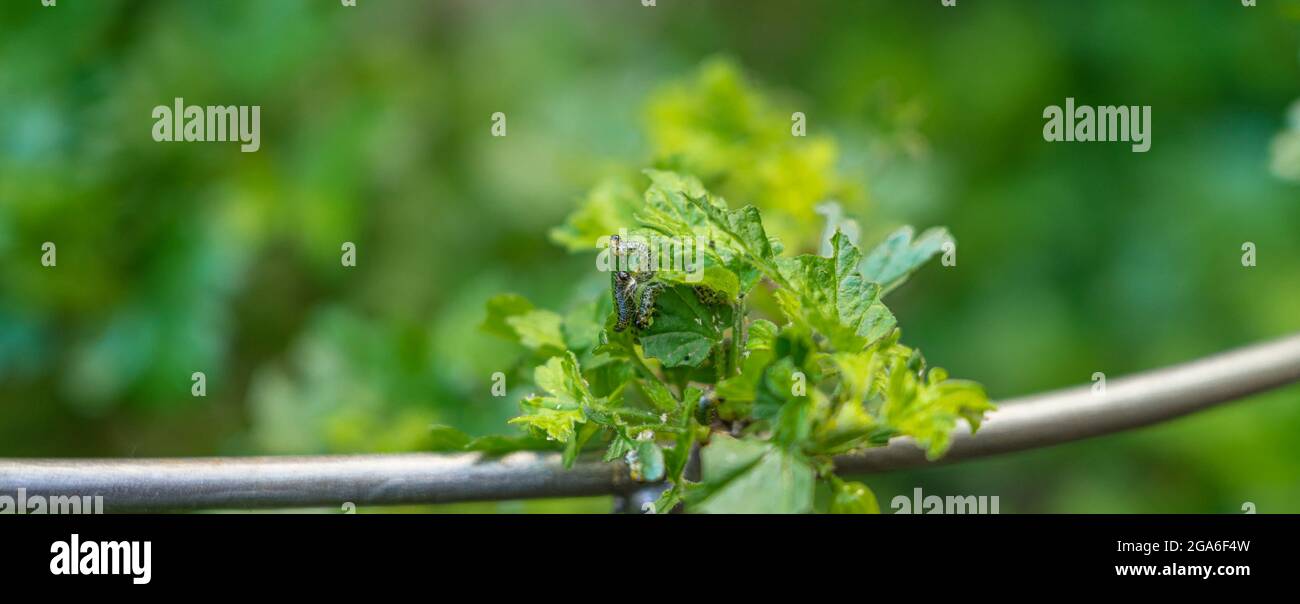 Gros plan sur la mouche à la fraise à la chèvre Caterpiles dévorant des feuilles sur la brousse de la groseille Banque D'Images