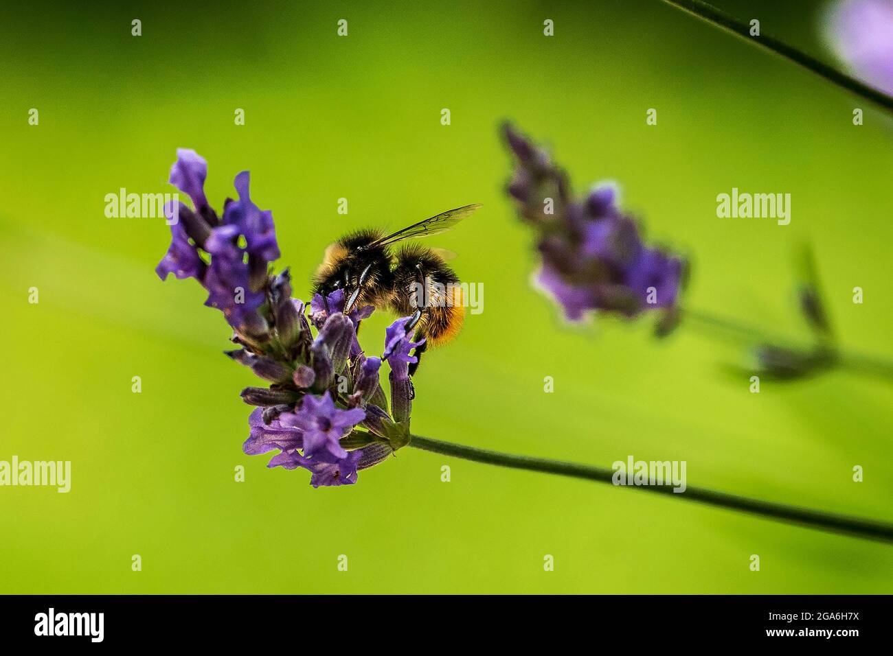 Une abeille bourdonneuse se nourrit d'une fleur de lavande. Banque D'Images