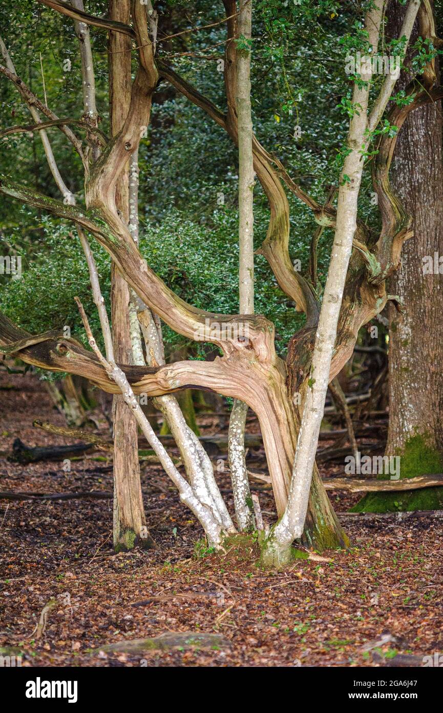 Face dans un arbre, forme animale dans l'arbre dans les bois effrayants. Banque D'Images