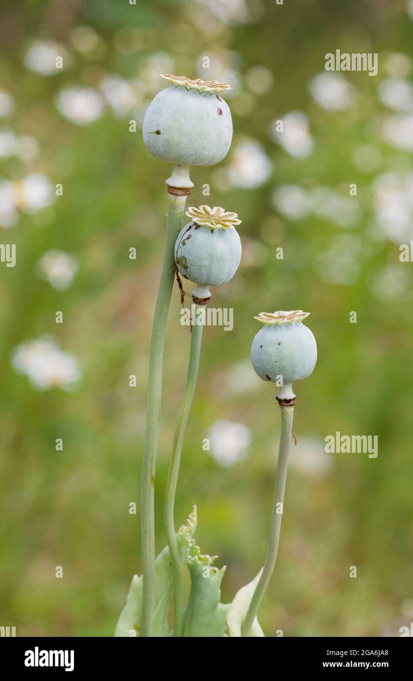PAPAVER PAPAVERACEAE la tête de semence Banque D'Images