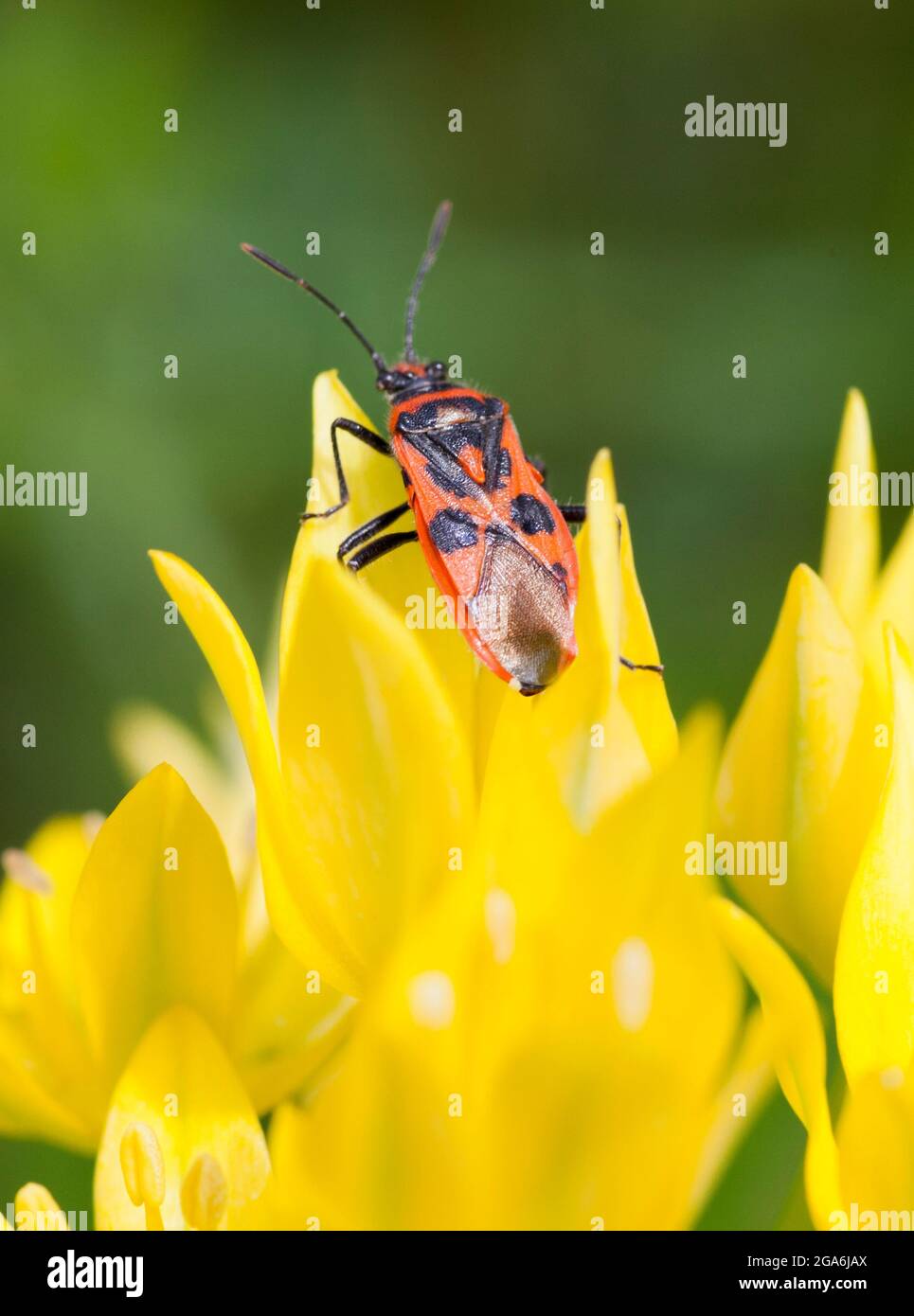 CORIZUS HYOSCYAMI commonlly Cinnamon Bug Banque D'Images