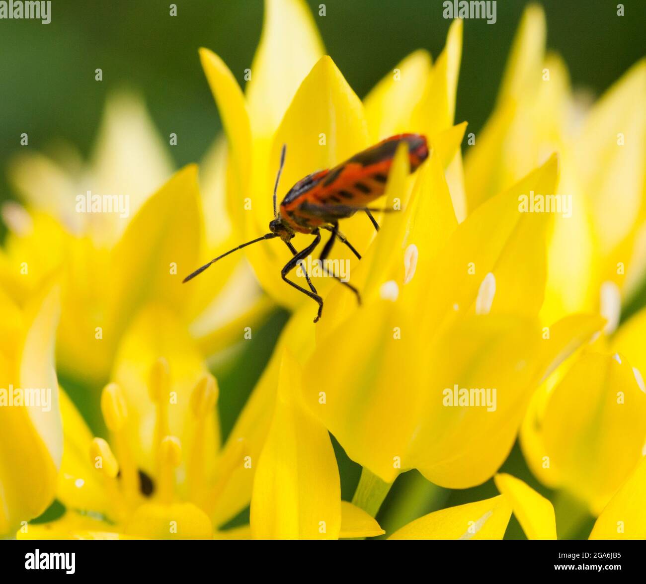 CORIZUS HYOSCYAMI commonlly Cinnamon Bug Banque D'Images