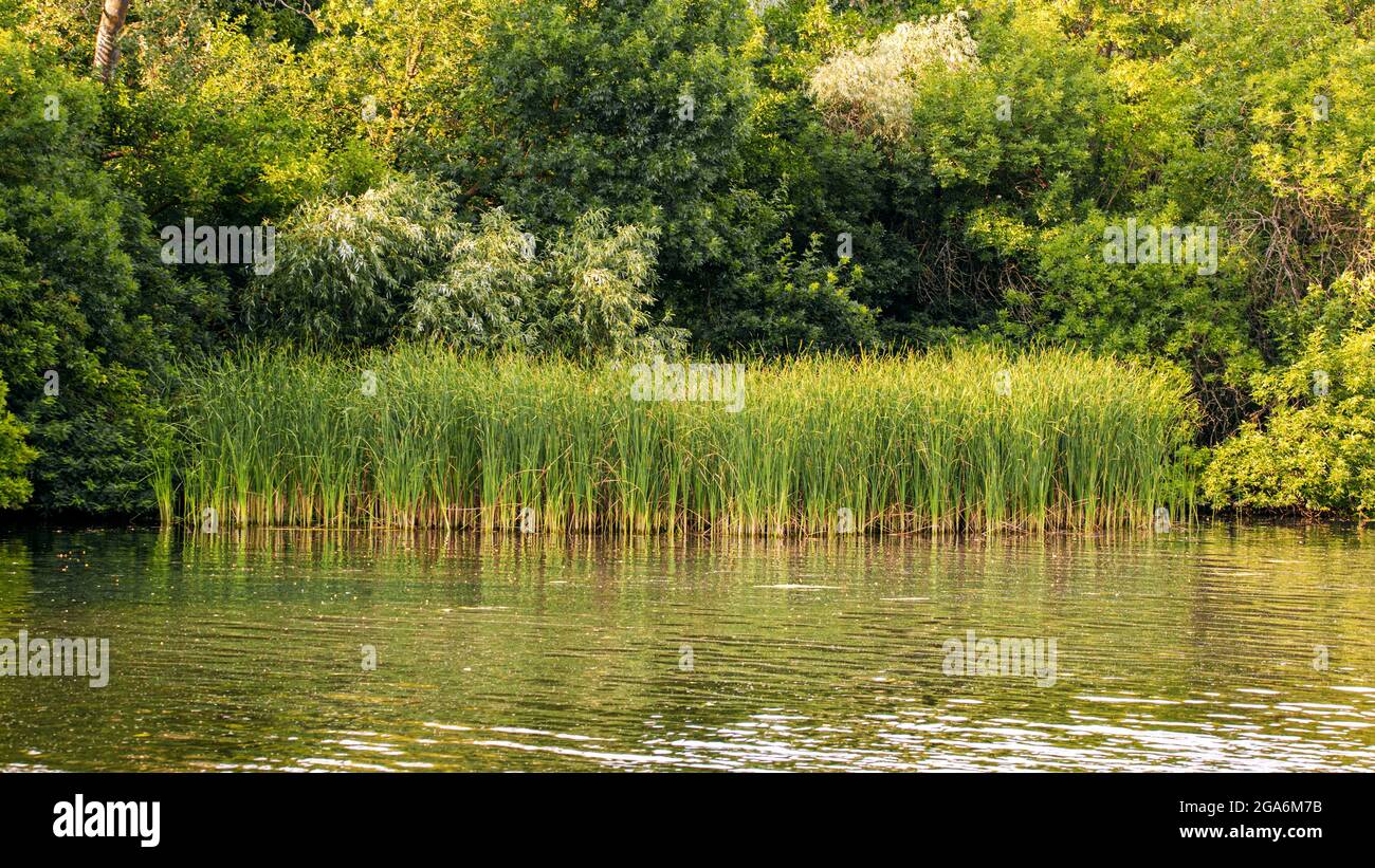 Image paysagée de roseaux verts et d'épaississants arbres sur la rive de la rivière Banque D'Images