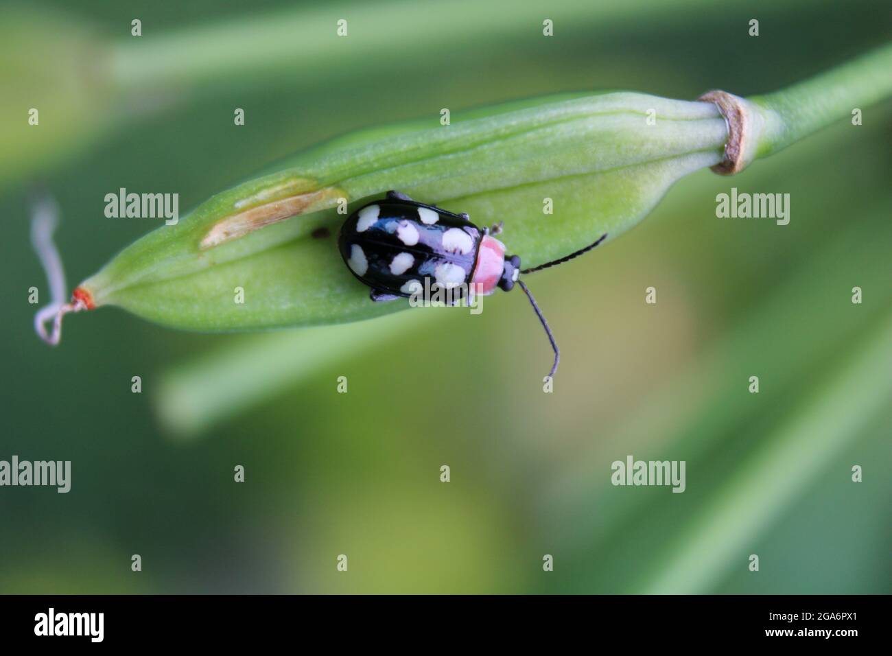 Photo macro d'un coléoptère à huit points sur un bourgeon vert Banque D'Images