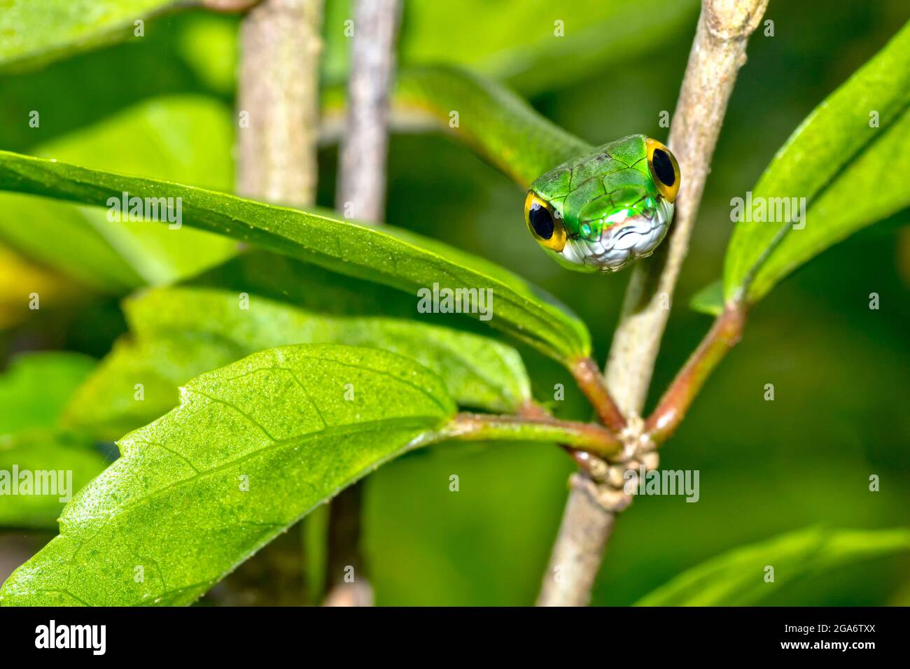 Serpent perroquet, serpent perroquet satiny, Leptophis depressirostris, forêt tropicale, Parc national du Corcovado, zone de conservation de l'Osa, Péninsule d'Osa, coût Banque D'Images