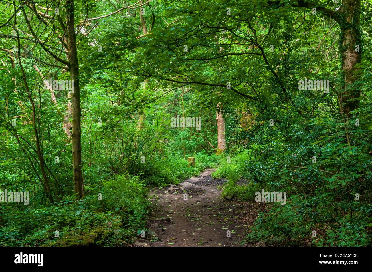 Vue sur un tronc d'arbre à l'ombre d'autres arbres, le long d'une piste pavée dans le bois de Highcliffe à Bents Green, Sheffield. Banque D'Images