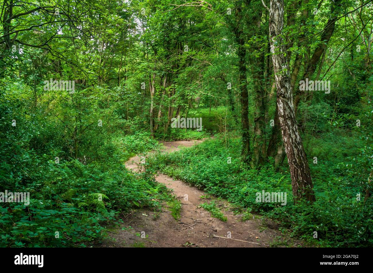 Un sentier à travers les arbres dans le soleil de l'après-midi à Highcliffe Wood à Bents Green, Sheffield. Banque D'Images