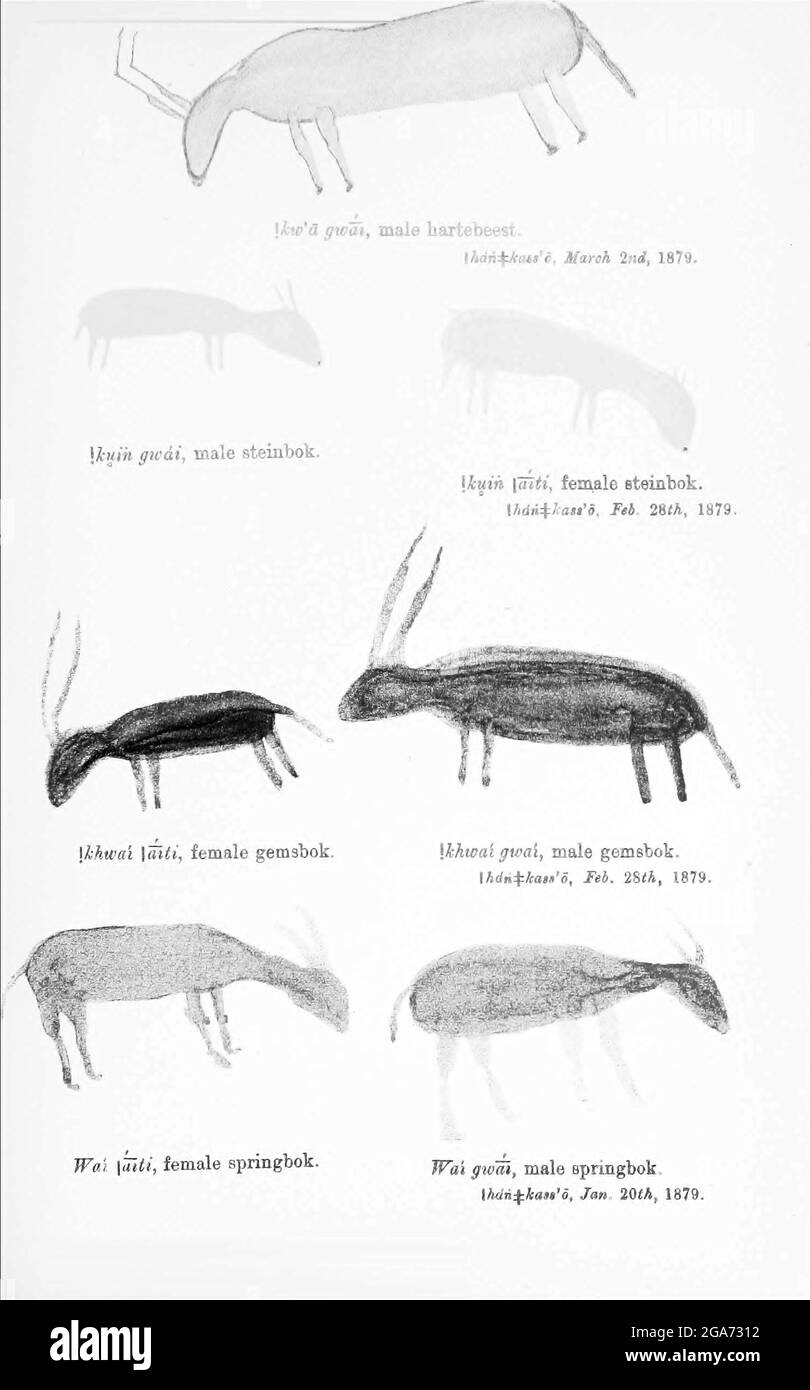 Bushmen (san) peinture de roche des antilopes et des animaux. Peint sur les murs des grottes du livre ' spécimens du folklore Bushman ' de Bleek, W. H. I. (Wilhelm Heinrich Emmanuel), Lloyd, Lucy Catherine, Theal, George McCall, 1837-1919 publié à Londres par G. Allen & Company, ltd. En 1911. Les San peuples (également Saan), ou Bushmen, sont membres de divers groupes indigènes de chasseurs-cueilleurs de Khoe, de Tuu ou de langue Kxʼa qui sont les premières nations de l'Afrique australe, et dont les territoires couvrent le Botswana, la Namibie, l'Angola, la Zambie, le Zimbabwe, Lesotho et Afrique du Sud. Banque D'Images