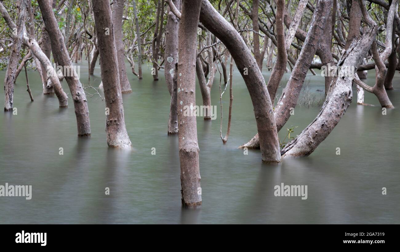Arbres dans l'eau au milieu des mangroves sur la rivière Hawksbury Banque D'Images